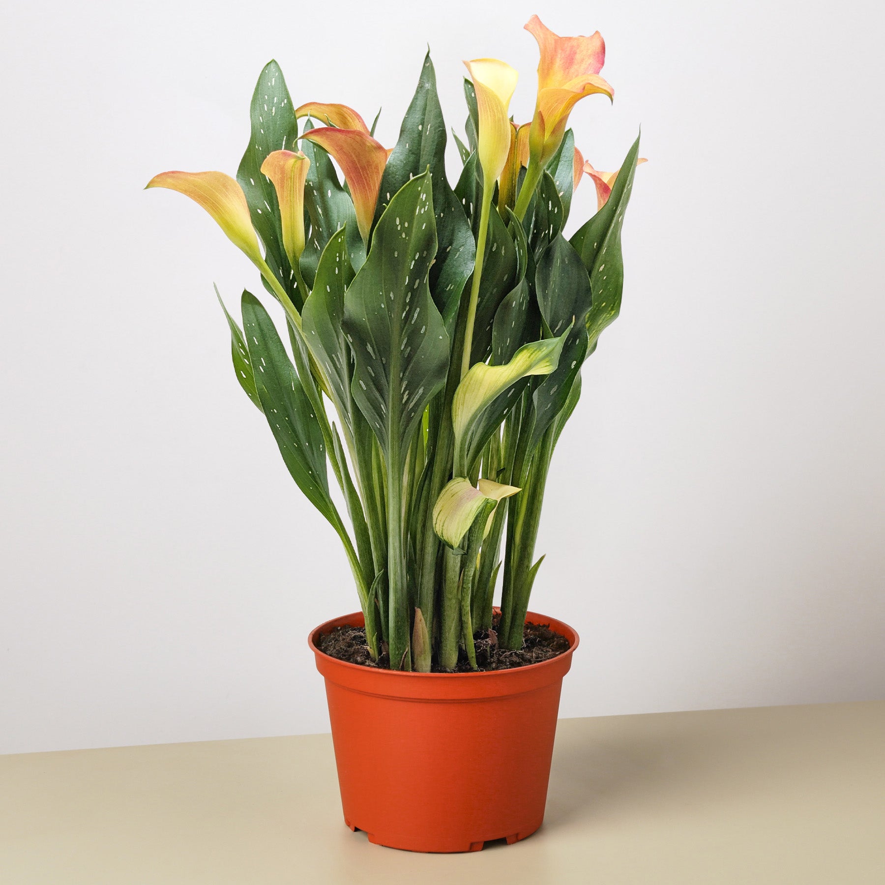 Calla Lily | Zantedeschia