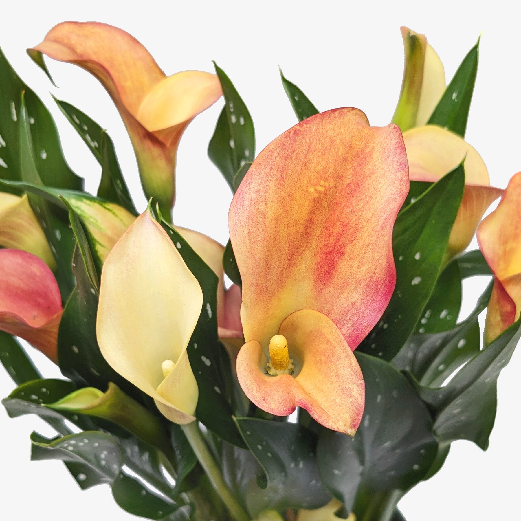 Calla Lily | Zantedeschia