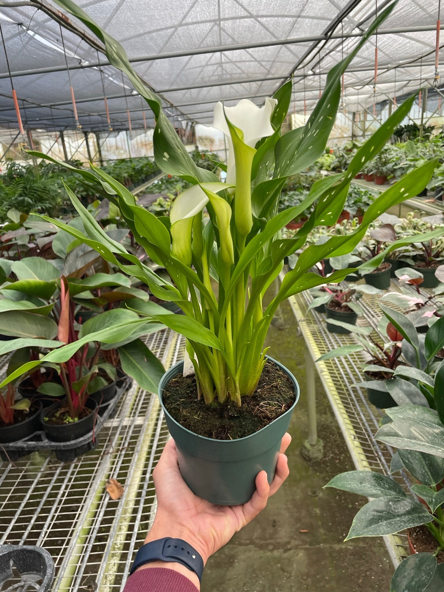 Calla Lily | Zantedeschia