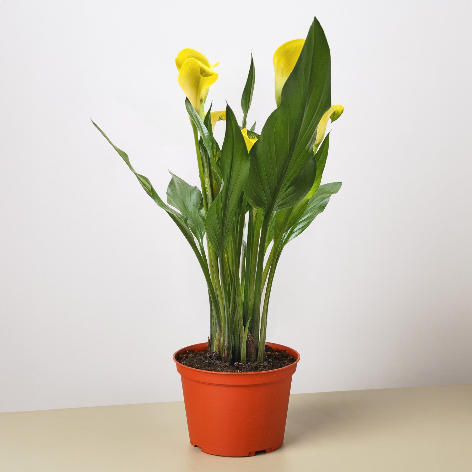 Calla Lily | Zantedeschia