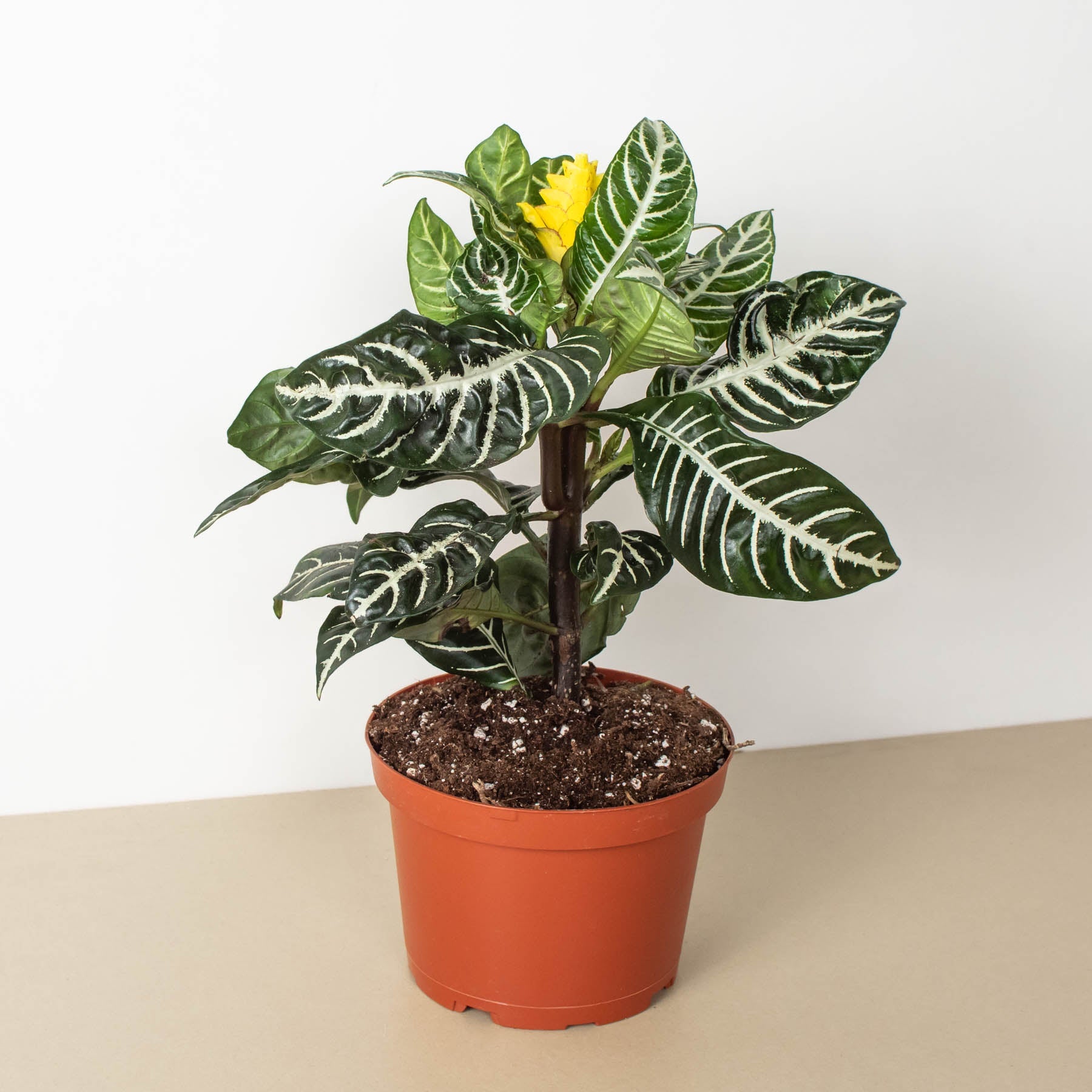 Zebra Plant | Aphelandra squarrosa