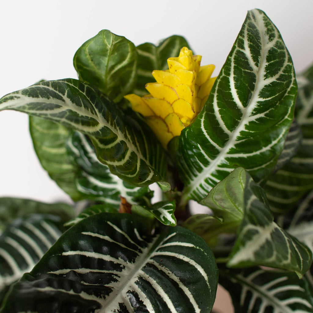 Zebra Plant | Aphelandra squarrosa
