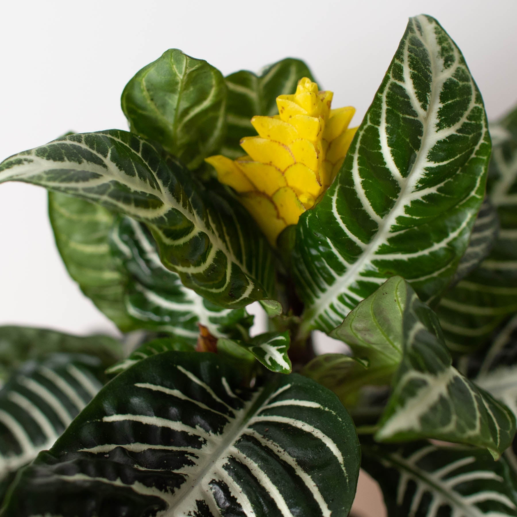 Zebra Plant | Aphelandra squarrosa