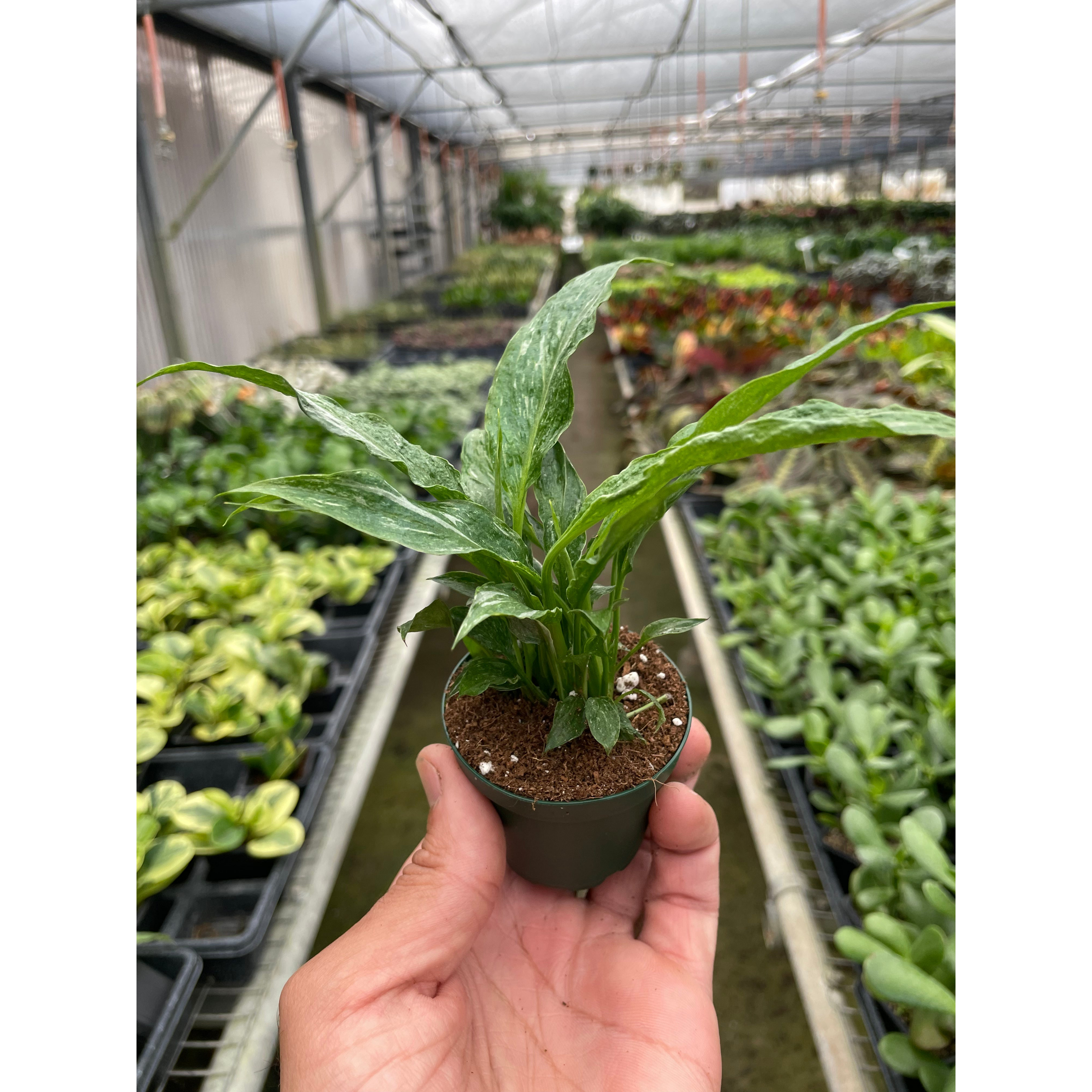 Variegated Peace Lily 'Domino' | Spathiphyllum 'Domino'