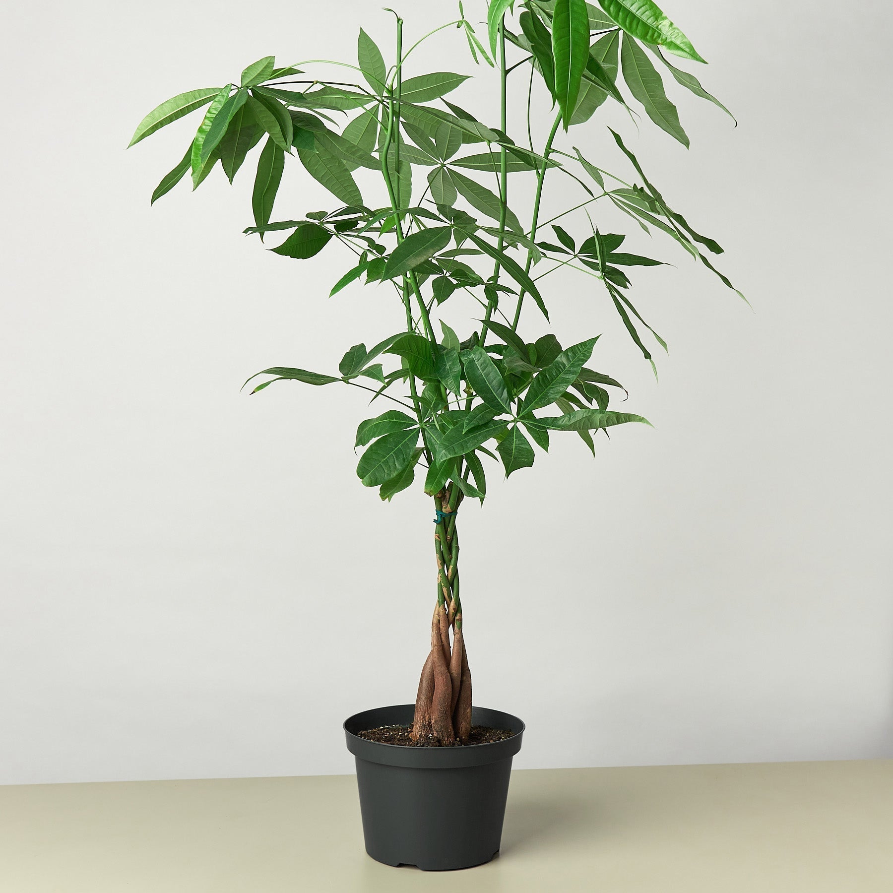 Money Tree 'Guiana Chestnut' | Pachira aquatica