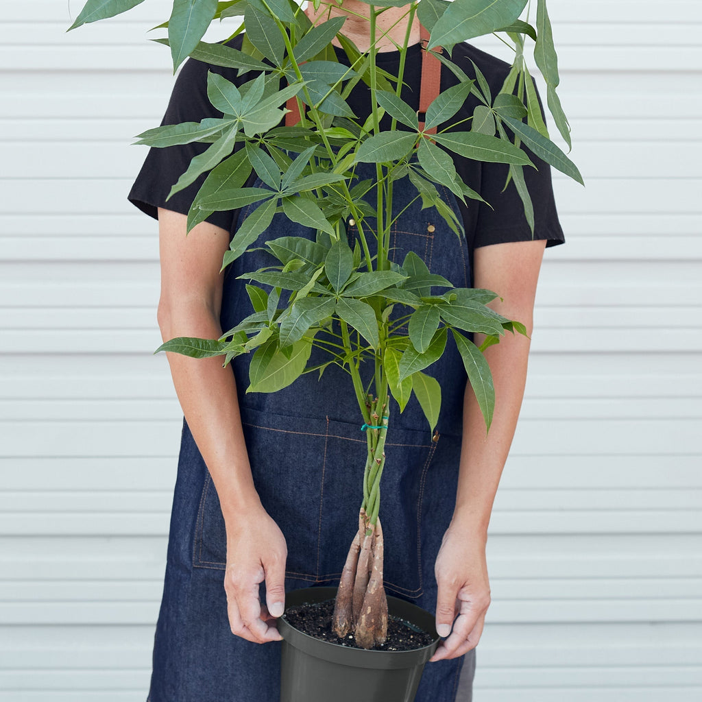 Money Tree 'Guiana Chestnut' | Pachira aquatica