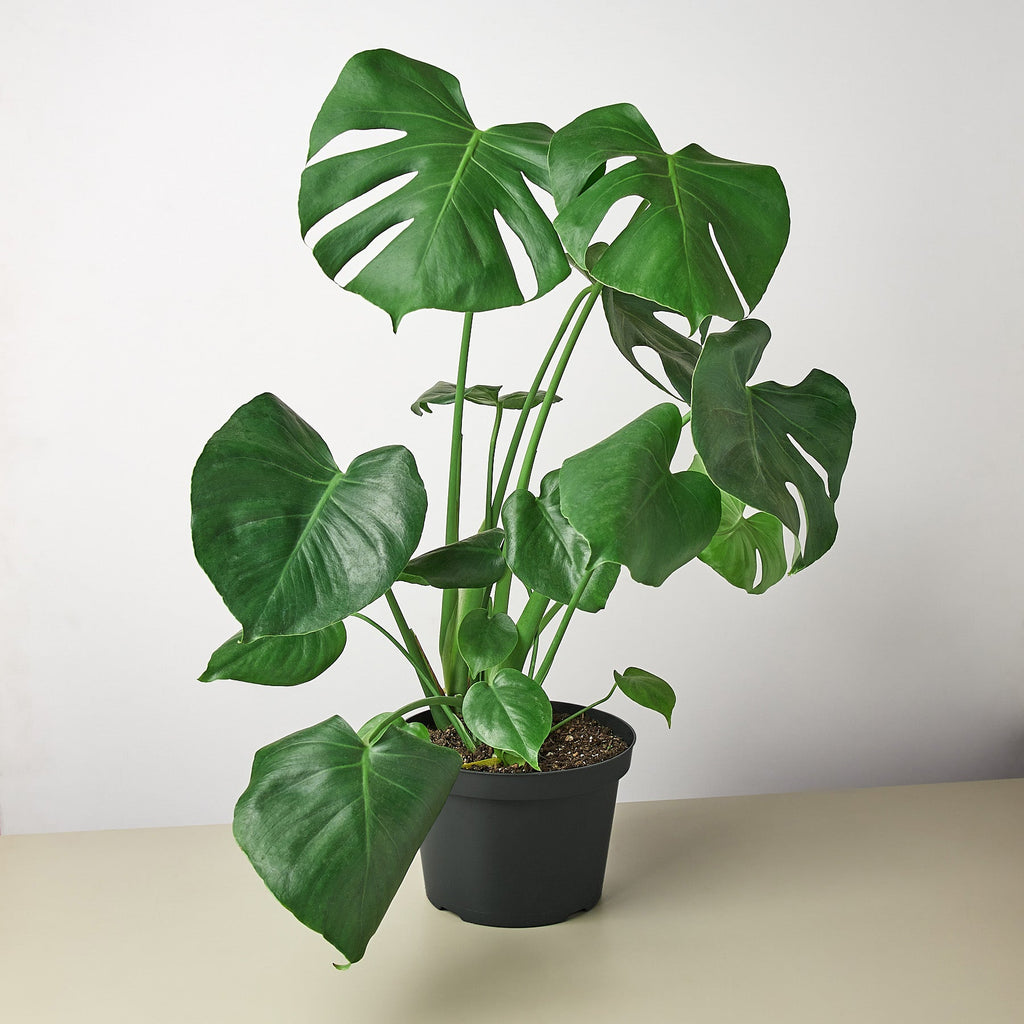 Monstera 'Split-Leaf' | Monstera deliciosa