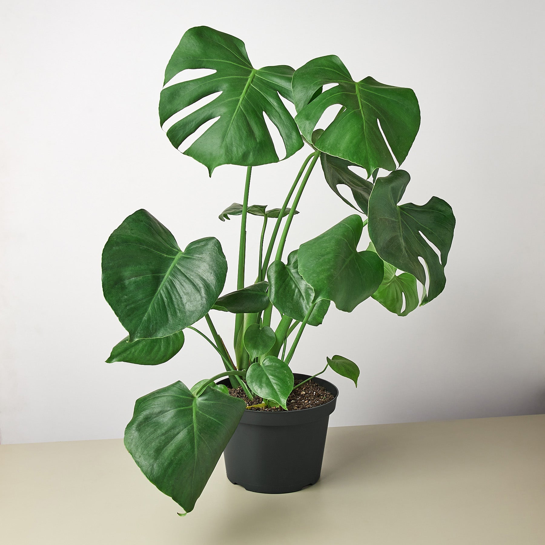 Monstera 'Split-Leaf' | Monstera deliciosa