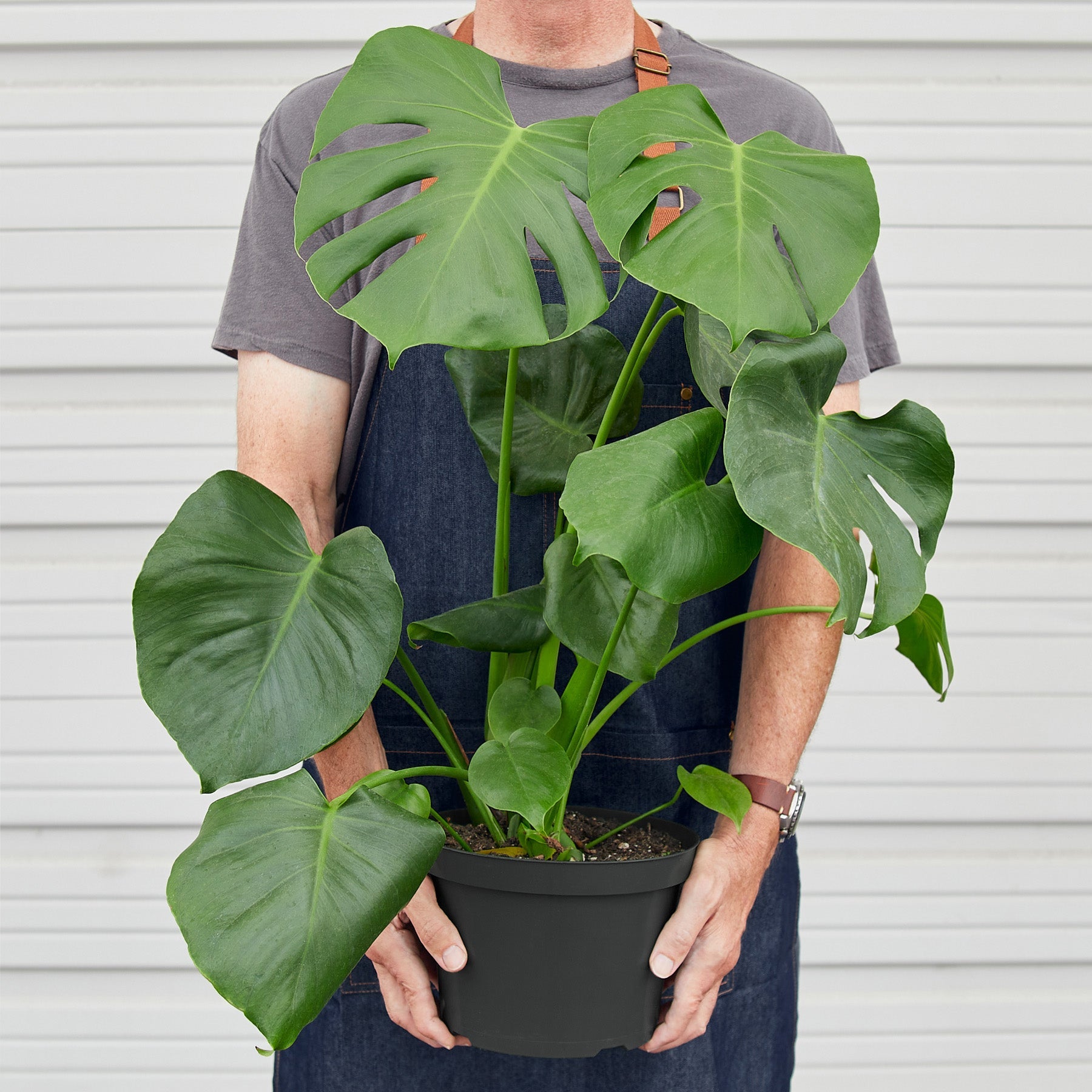 Monstera 'Split-Leaf' | Monstera deliciosa