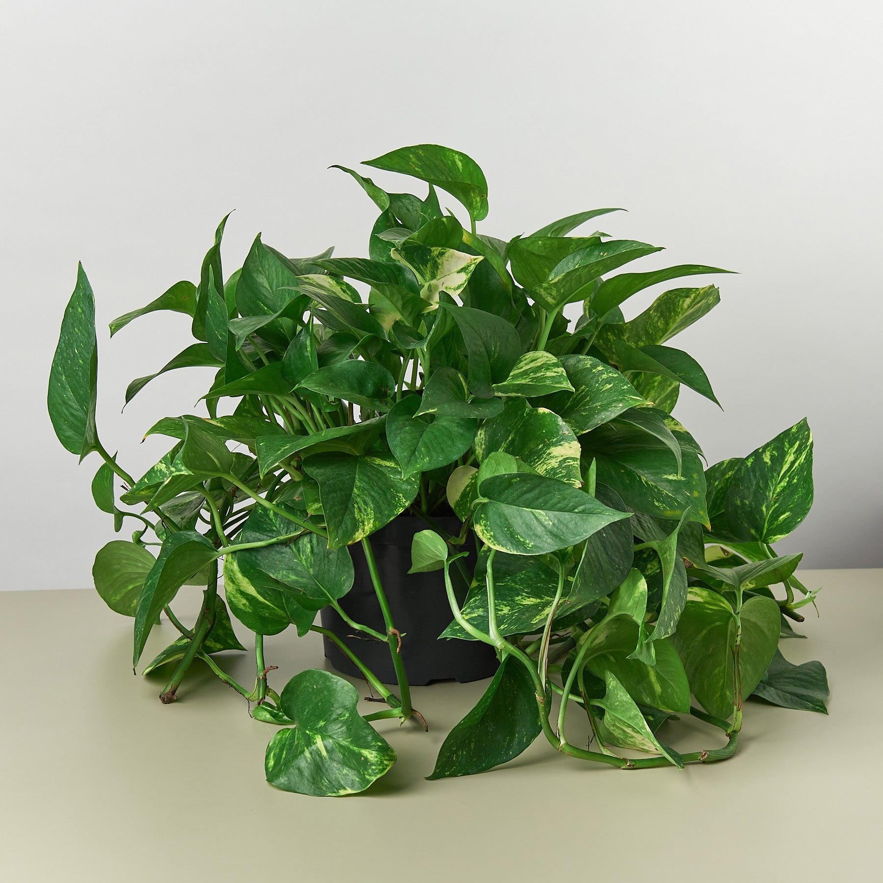 Pothos 'Golden' | Epipremnum aureum