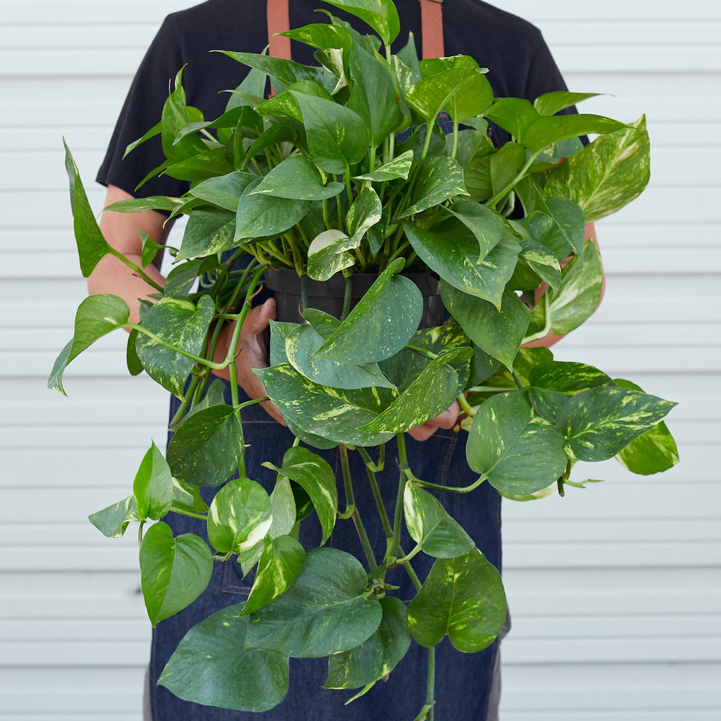 Pothos 'Golden' | Epipremnum aureum