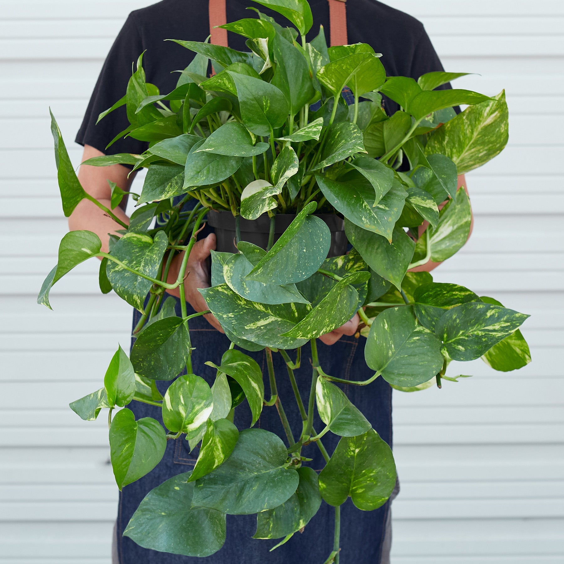 Pothos 'Golden' | Epipremnum aureum