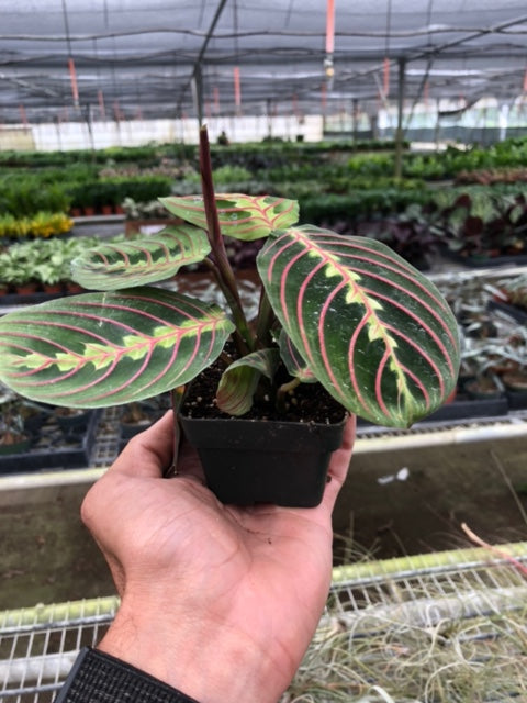 Maranta 'Red Prayer' | Maranta leuconeura var. erythroneura