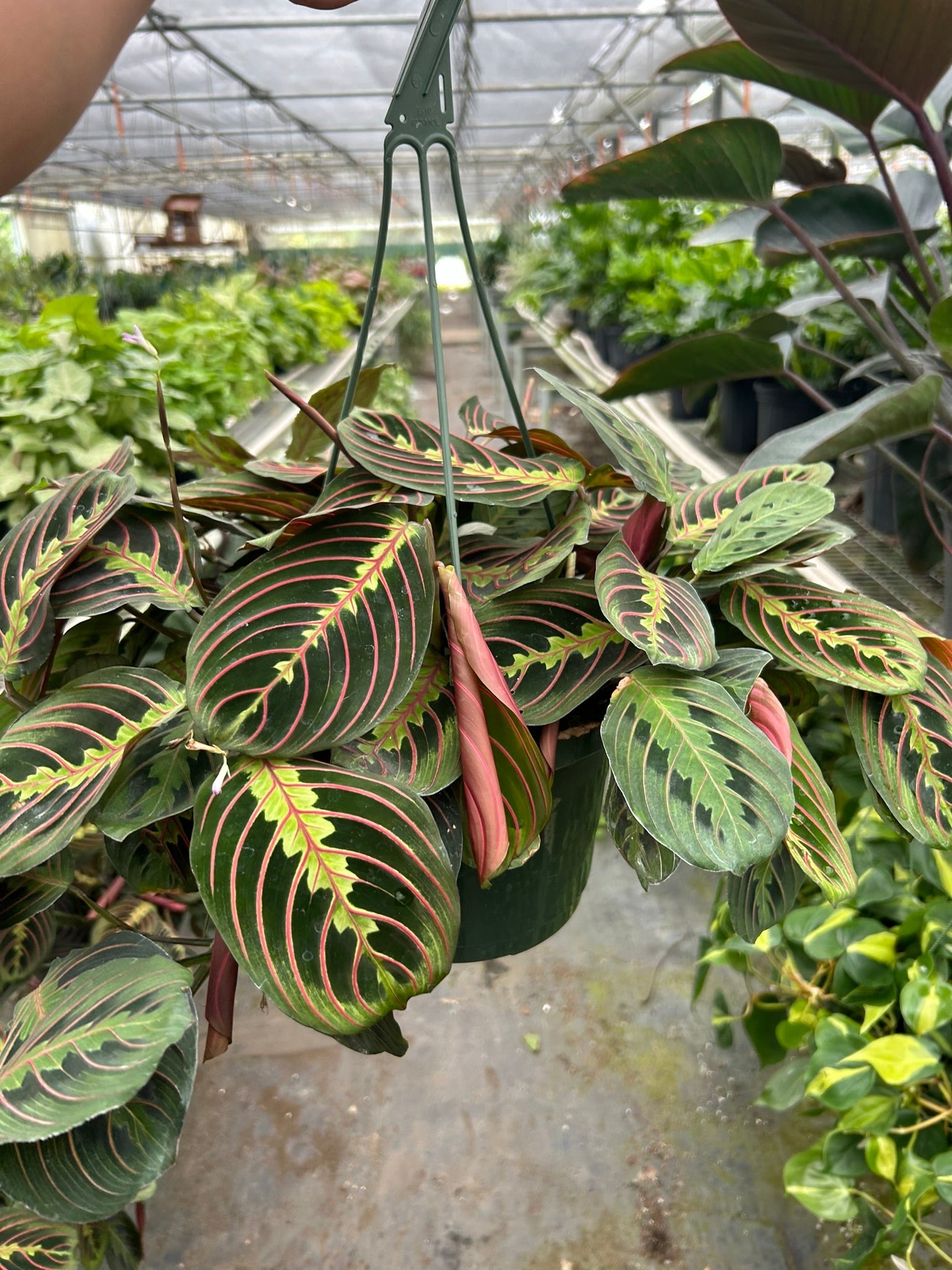 Maranta 'Red Prayer' | Maranta leuconeura var. erythroneura