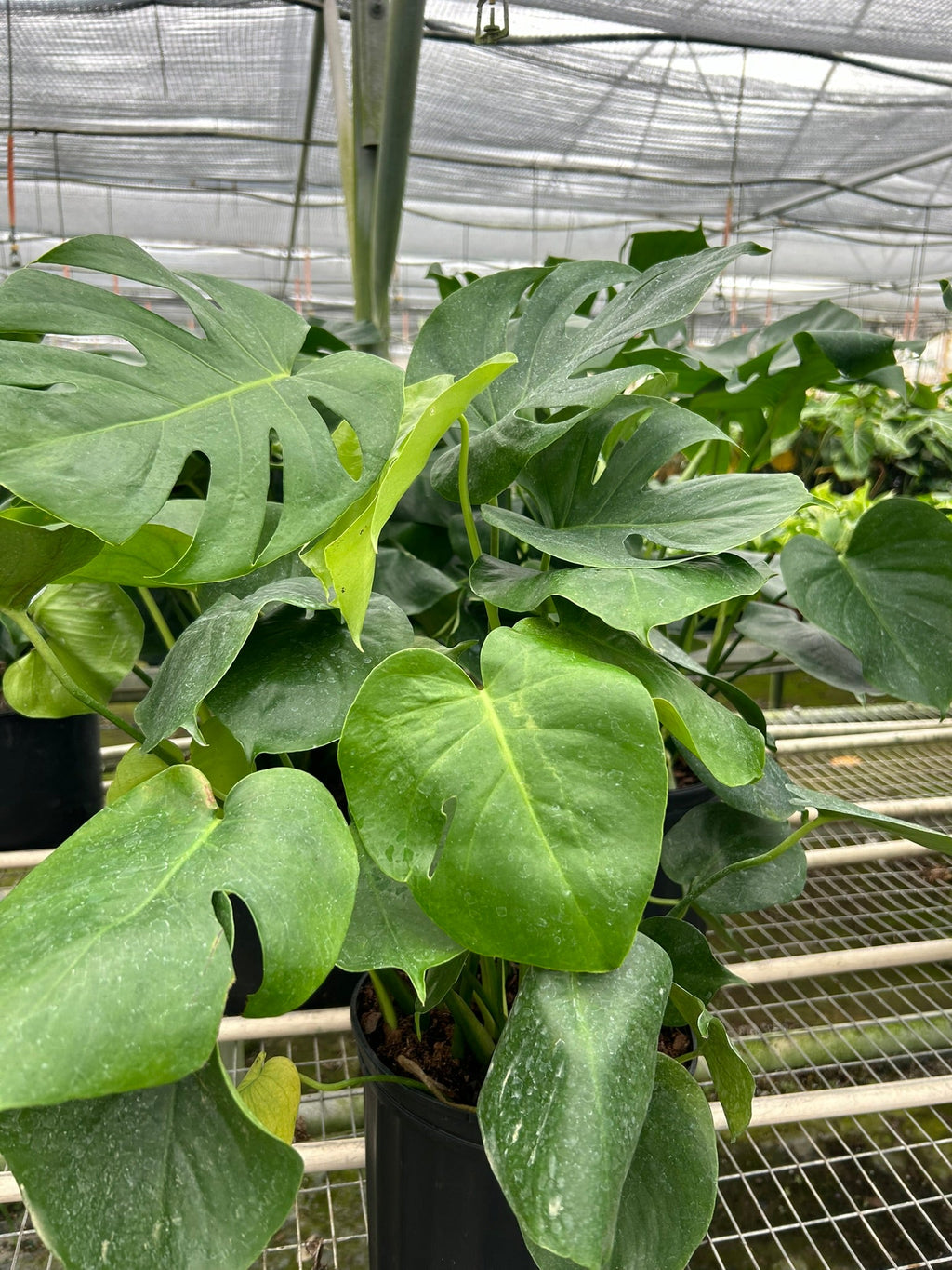 Monstera 'Split-Leaf' | Monstera deliciosa