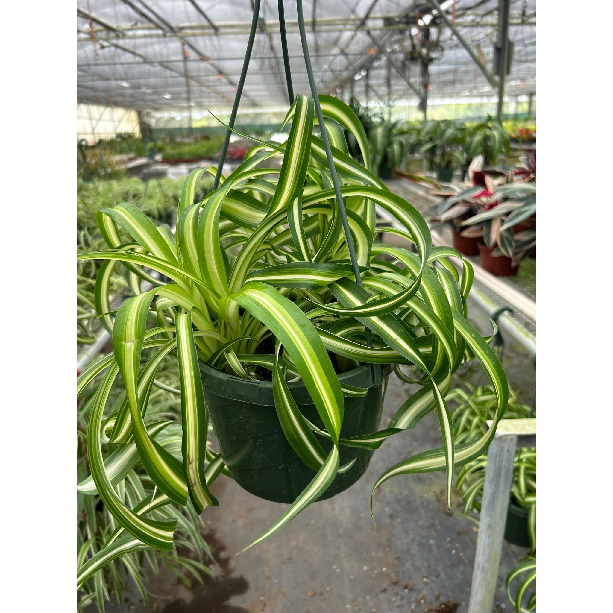 Spider Plant 'Bonnie' | Chlorophytum comosum 'Bonnie'