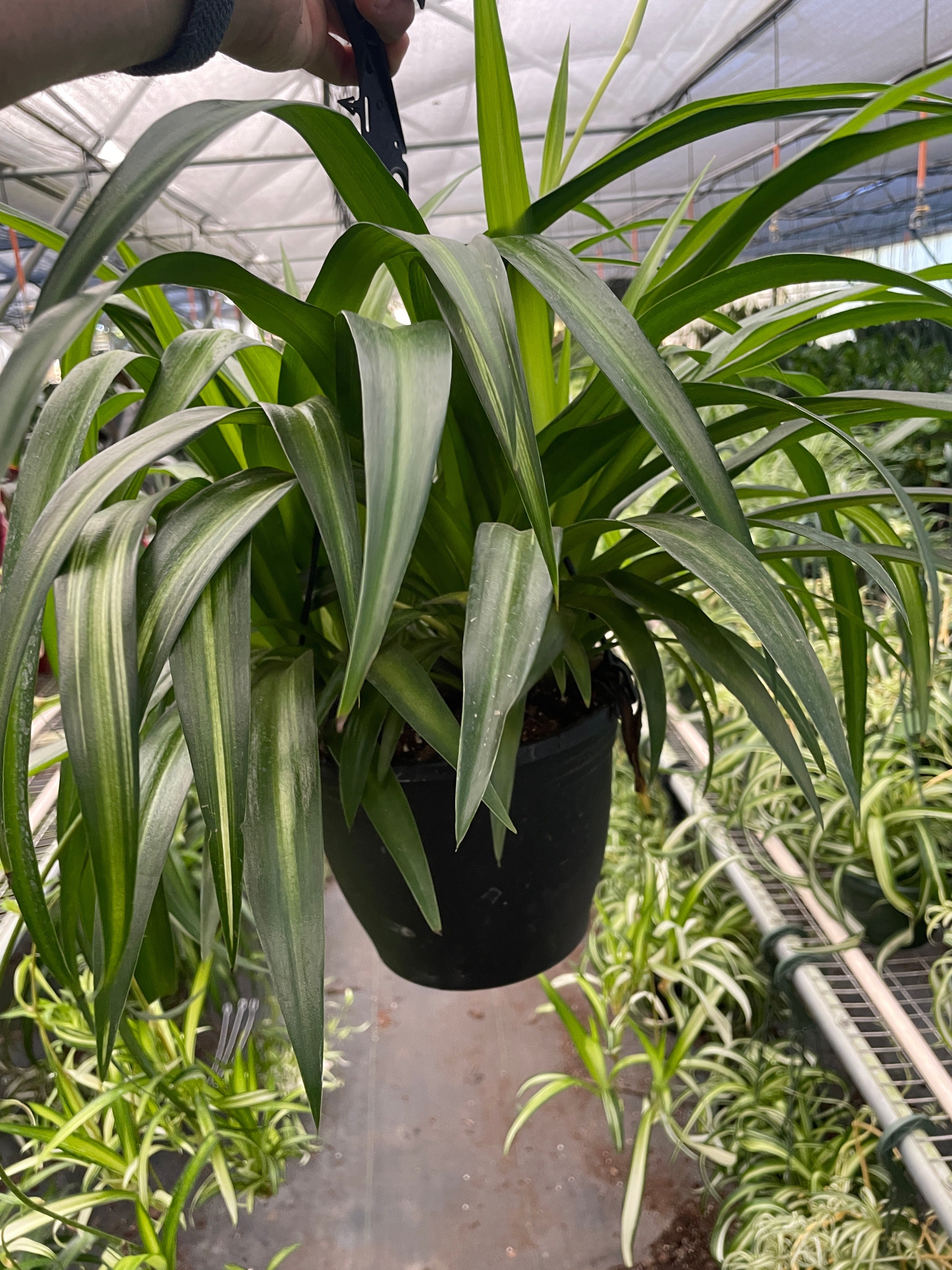 Spider Plant 'Hawaiian' | Chlorophytum comosum 'Hawaiian'