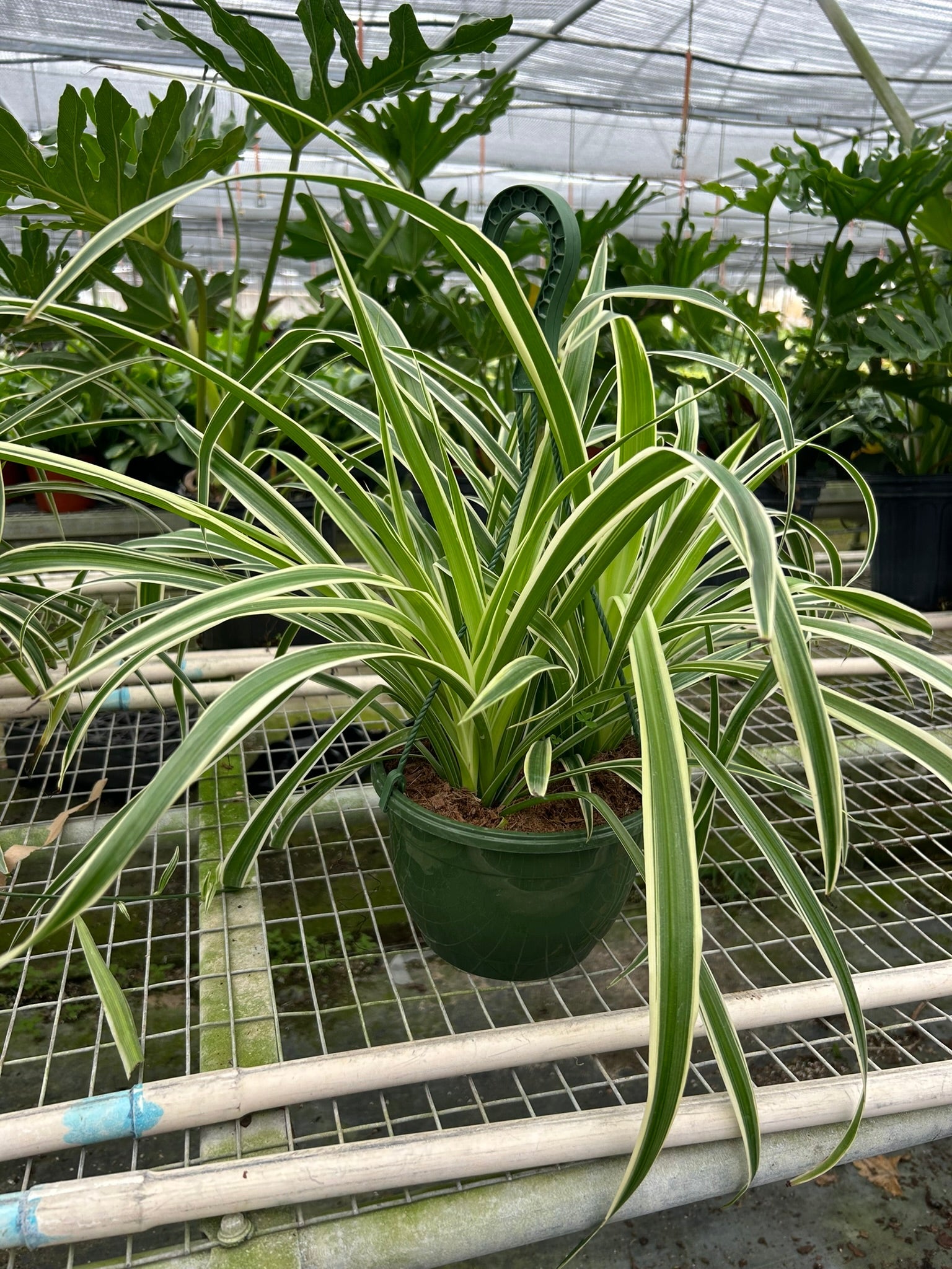 Spider Plant 'Reverse' | Chlorophytum comosum 'Variegatum'