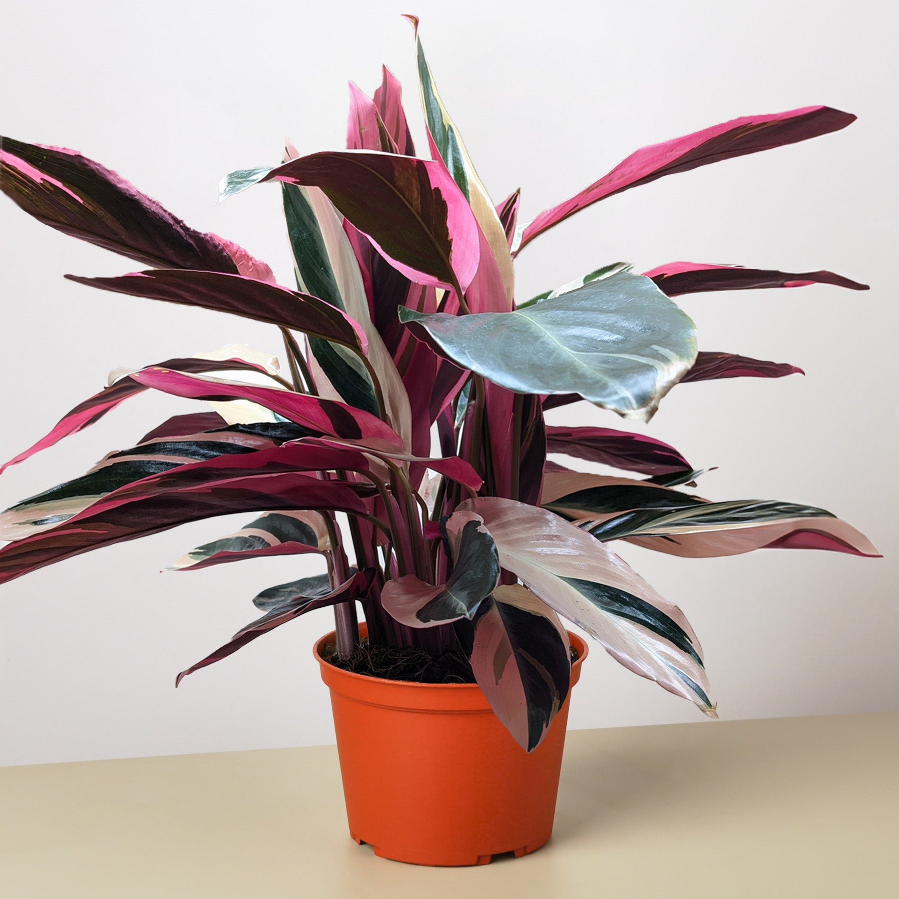 Stromanthe 'Triostar' | Stromanthe sanguinea 'Triostar'