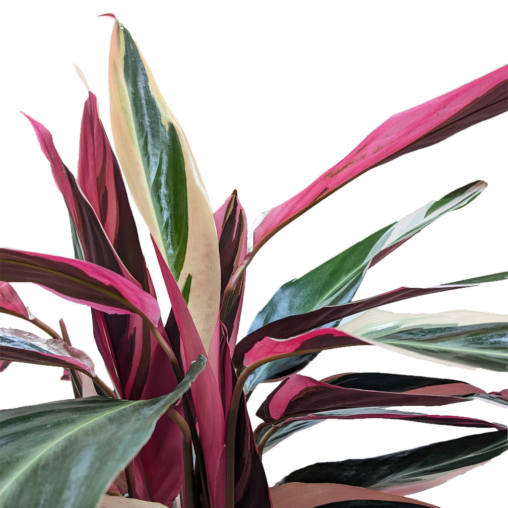Stromanthe 'Triostar' | Stromanthe sanguinea 'Triostar'