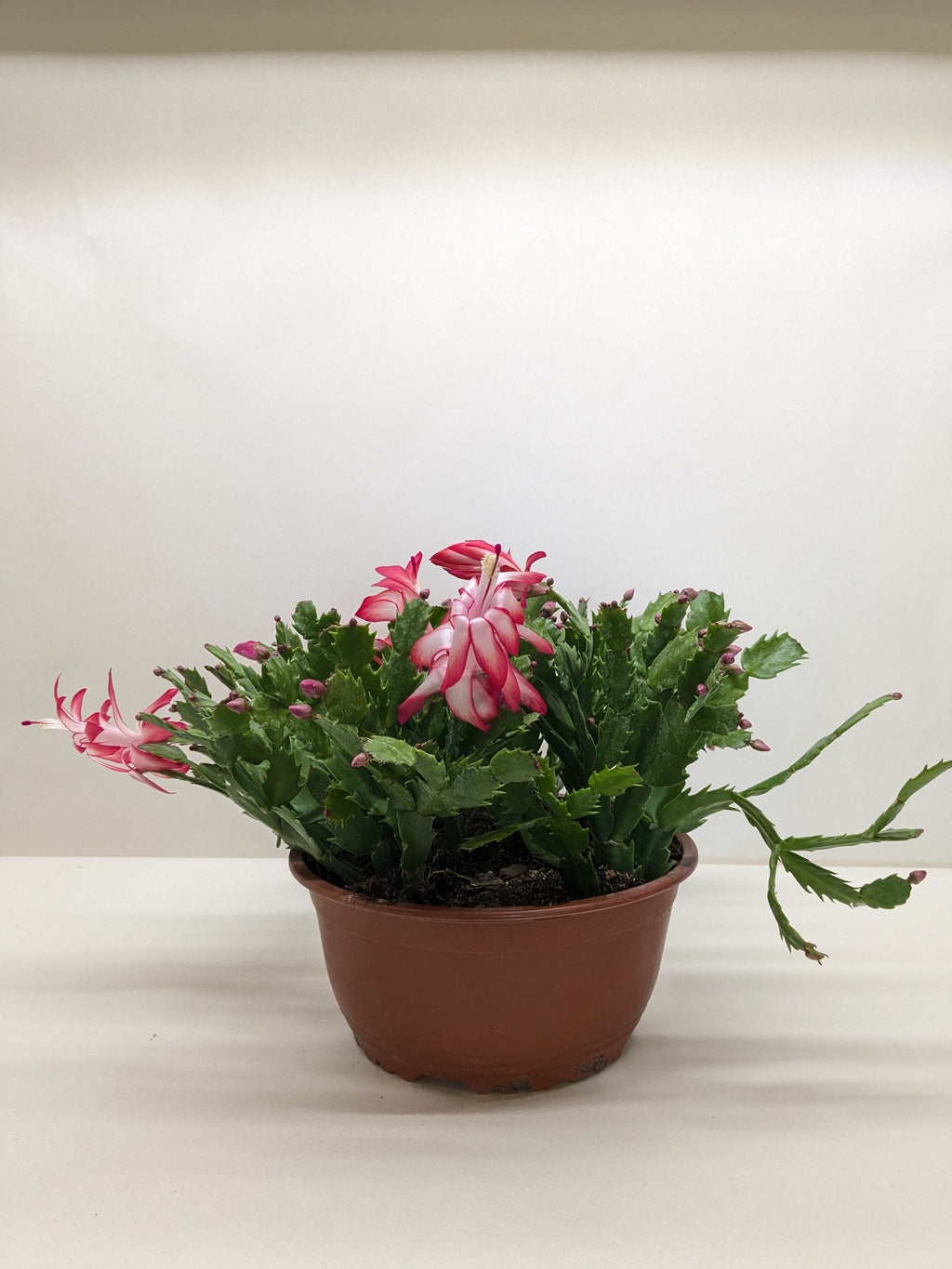Christmas Cactus | Schlumbergera truncata