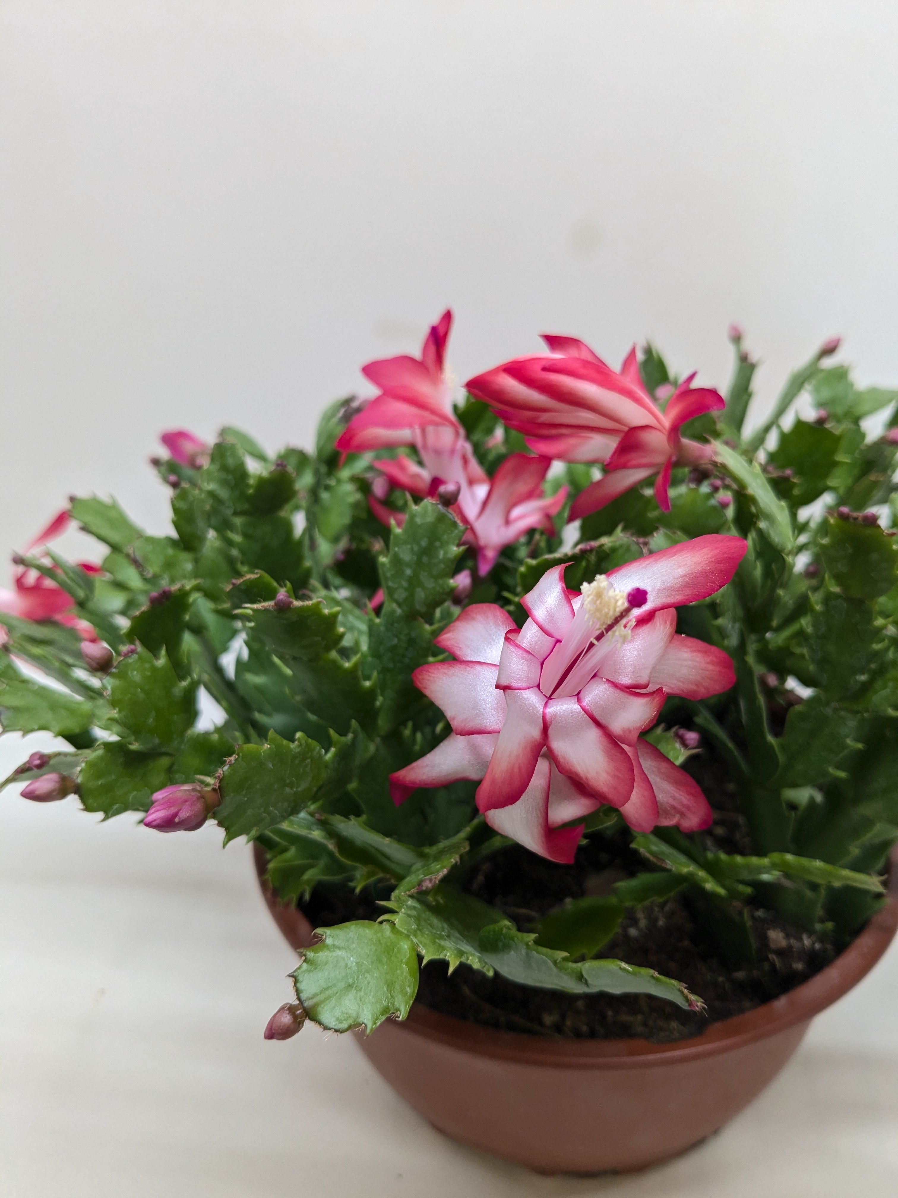 Christmas Cactus | Schlumbergera truncata