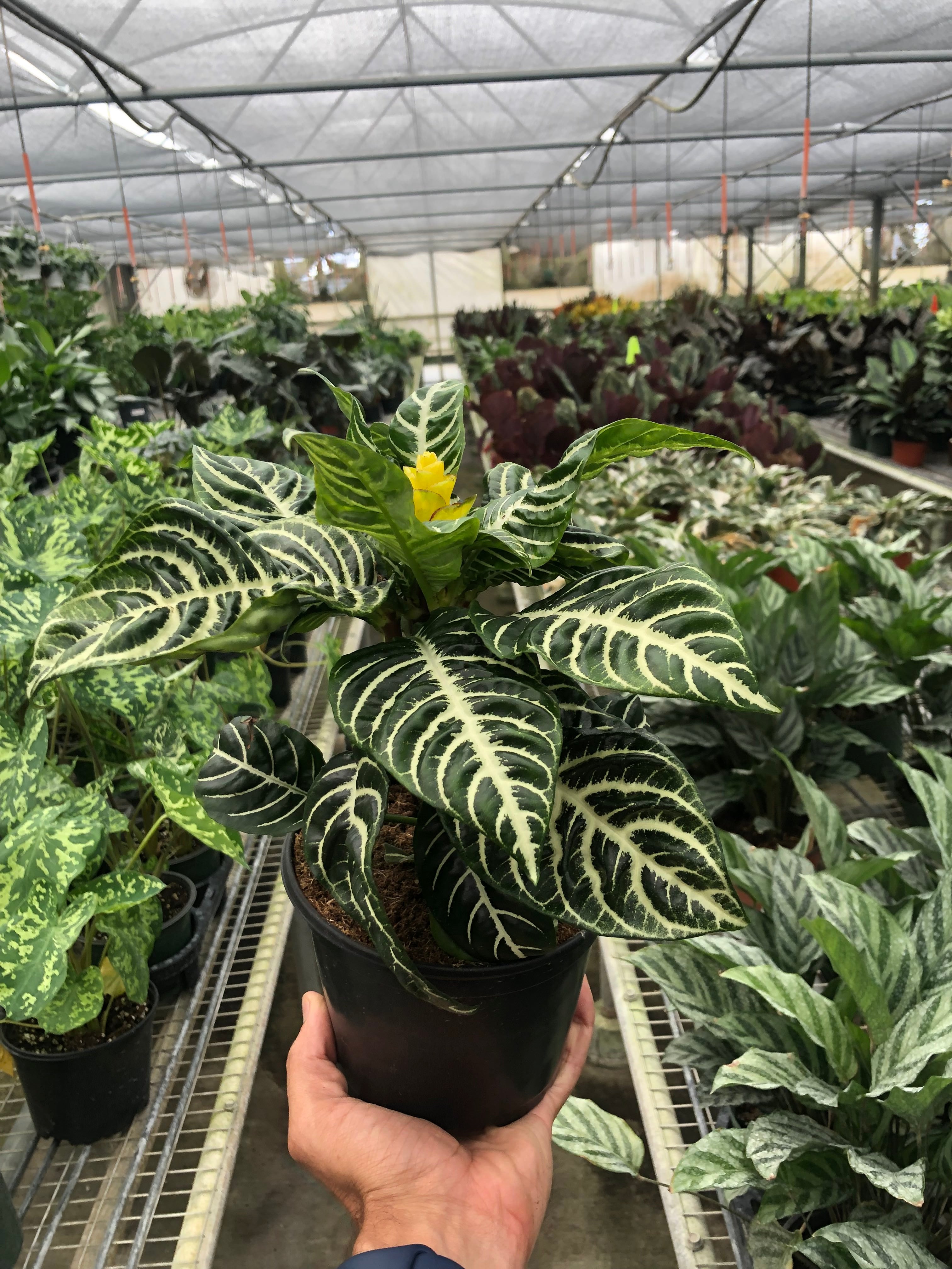 Zebra Plant | Aphelandra squarrosa
