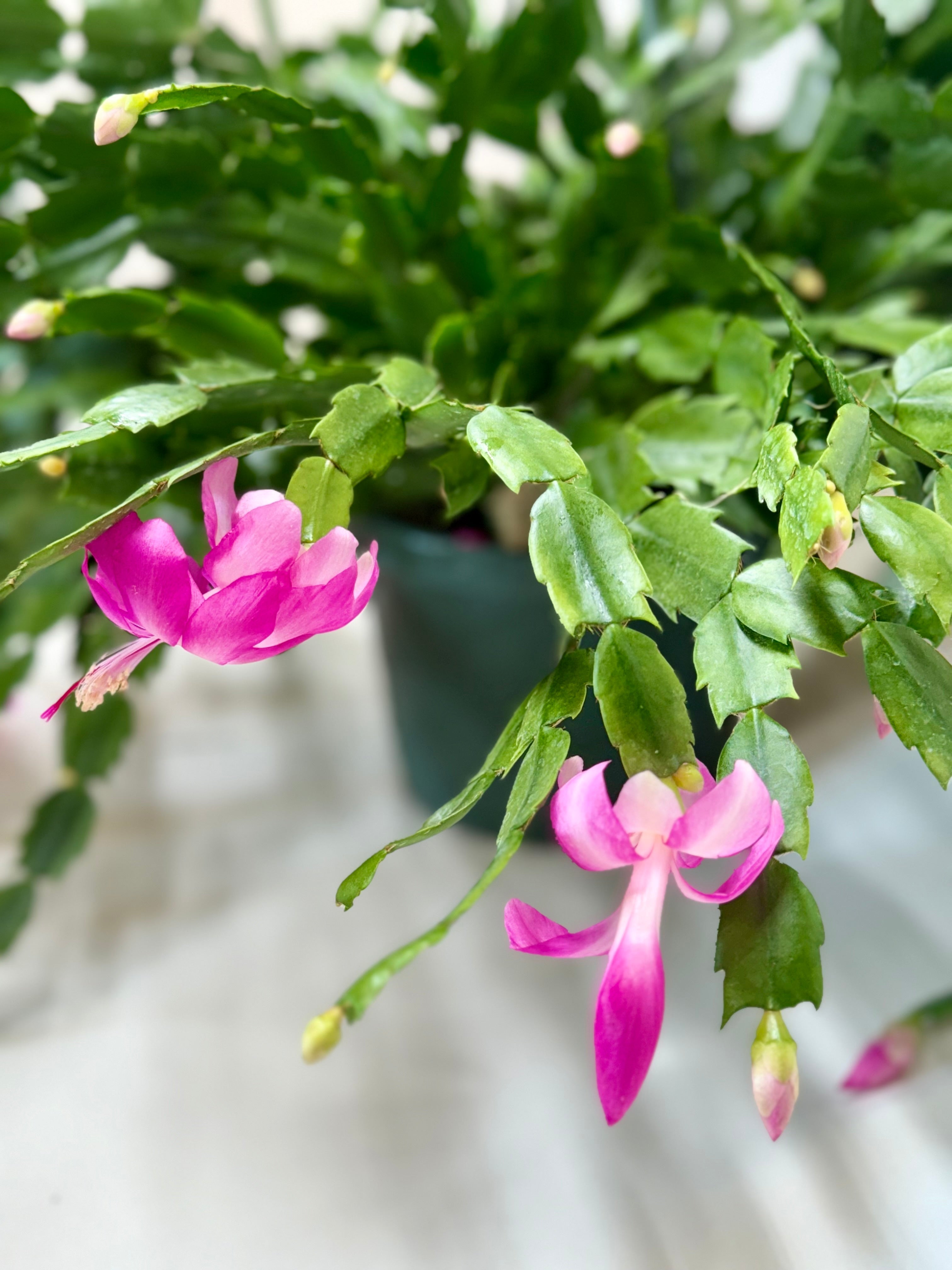 Christmas Cactus | Schlumbergera truncata