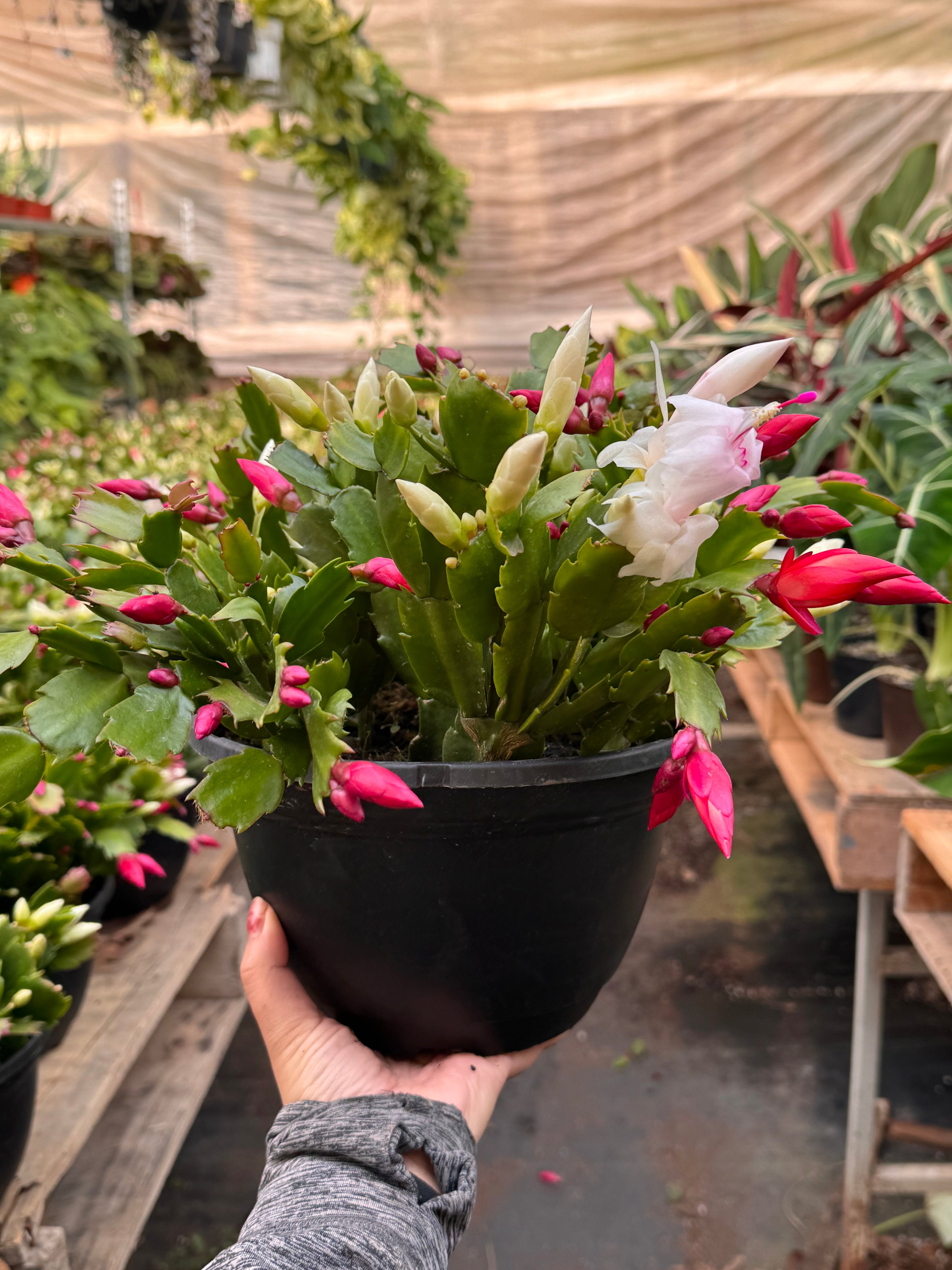 Christmas Cactus | Schlumbergera truncata