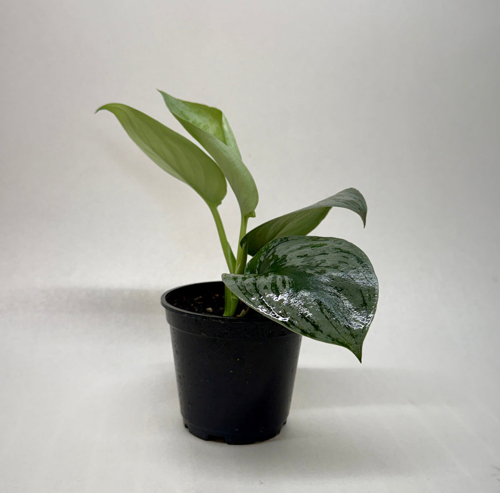 Pothos 'Silver Splash' | Scindapsus pictus 'Exotica'