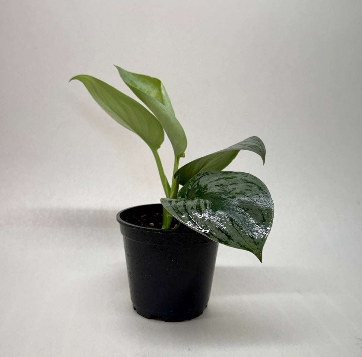 Pothos 'Silver Splash' | Scindapsus pictus 'Exotica'