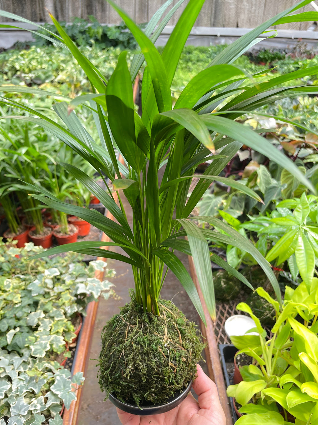 Areca Palm Kokedama | Dypsis lutescens