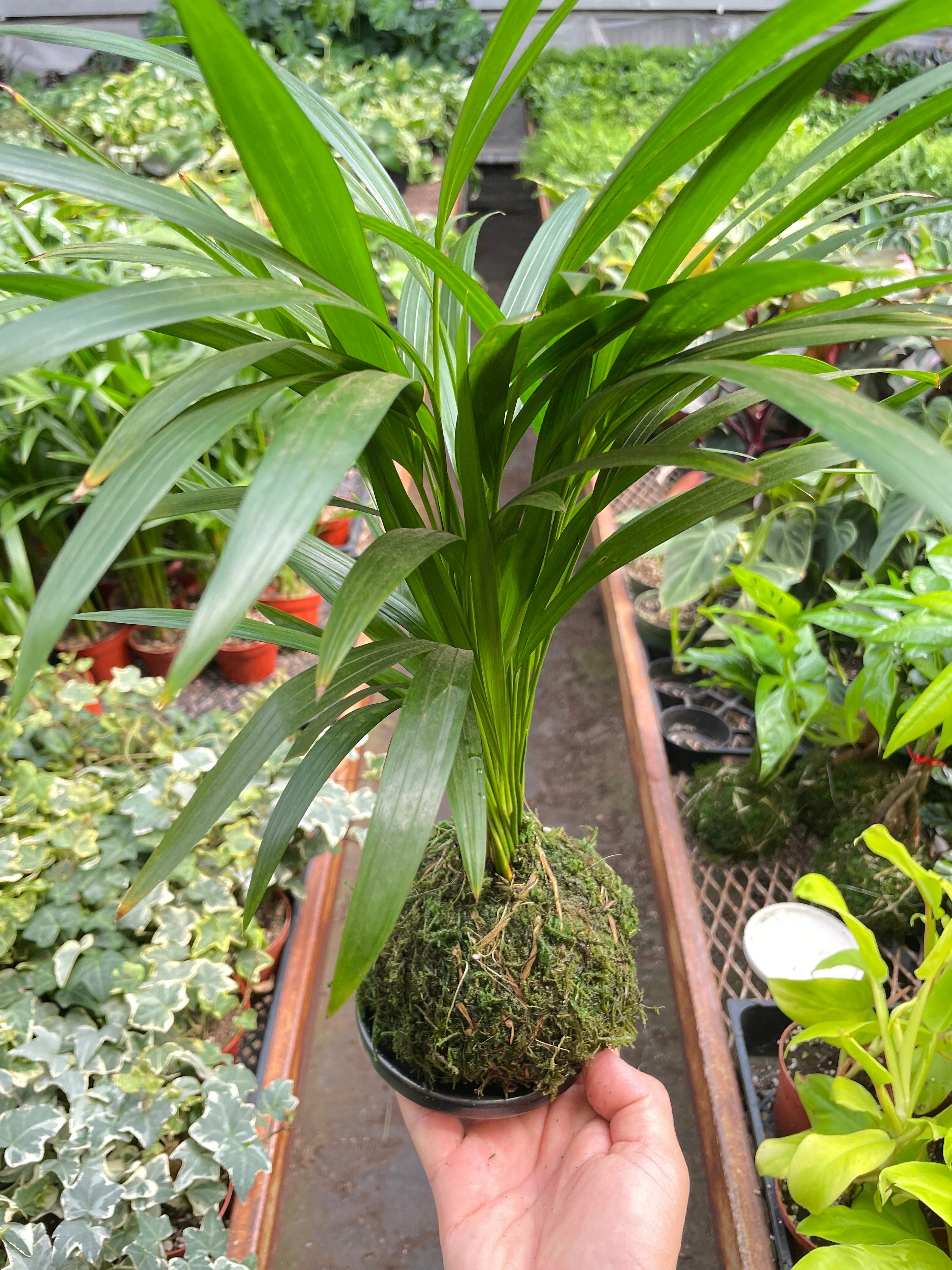 Areca Palm Kokedama | Dypsis lutescens