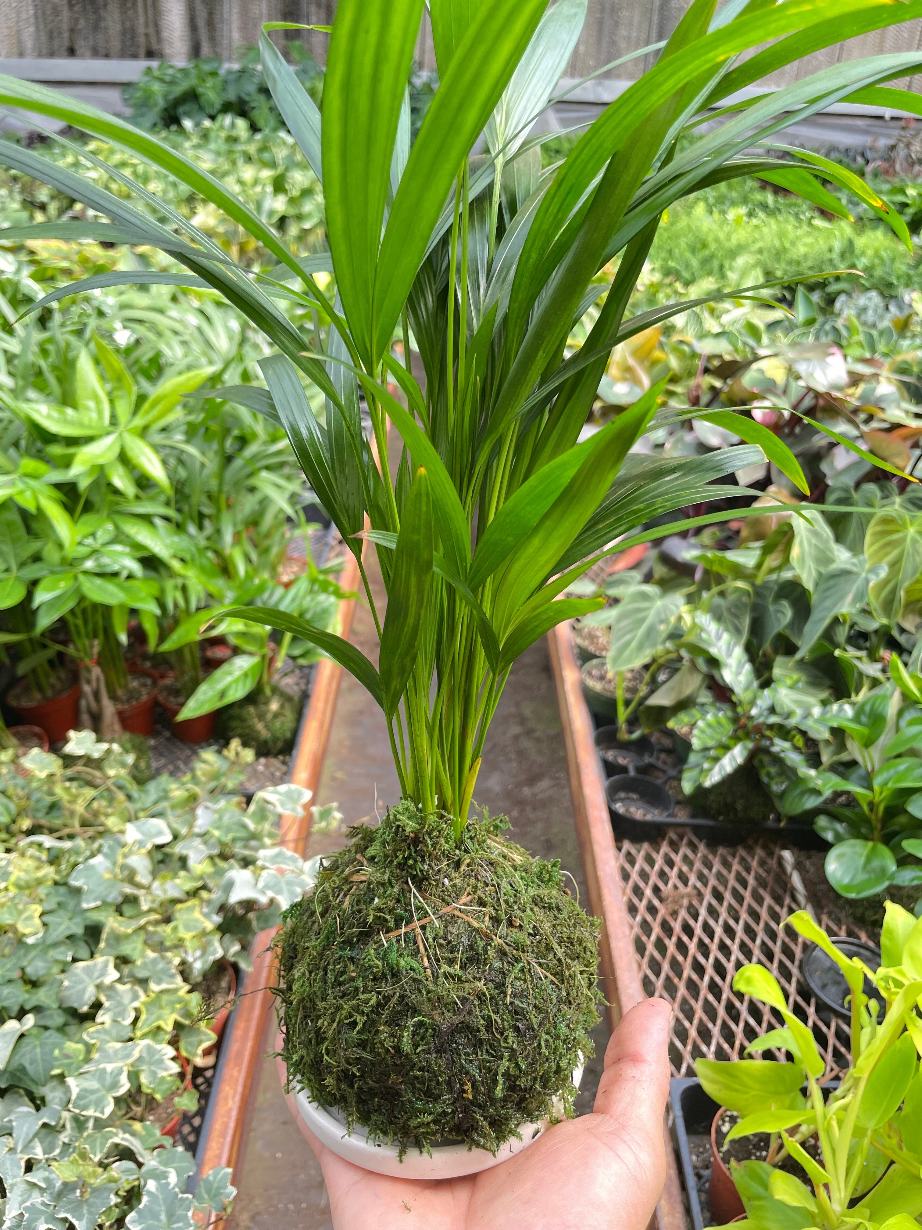 Areca Palm Kokedama | Dypsis lutescens