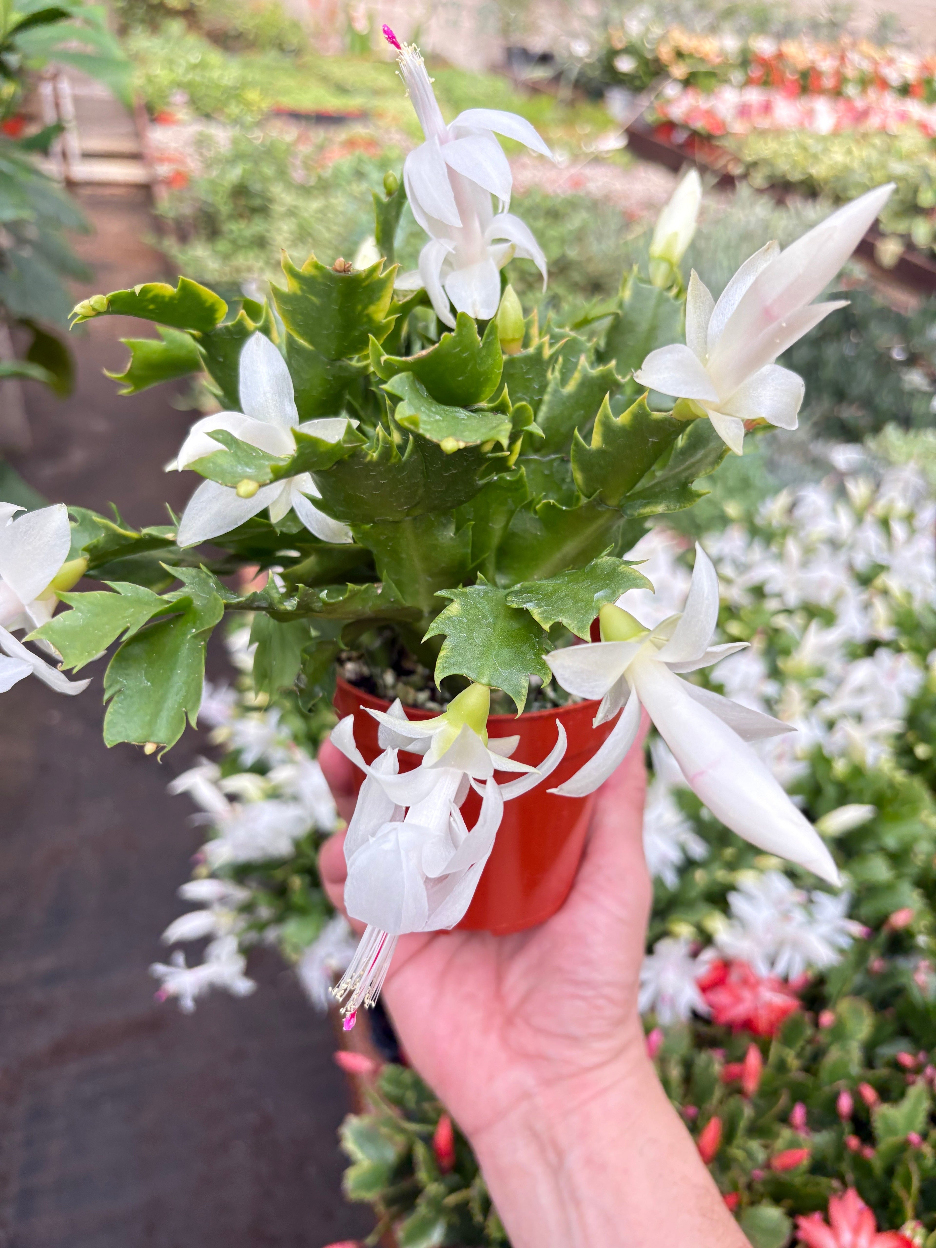 Christmas Cactus | Schlumbergera truncata