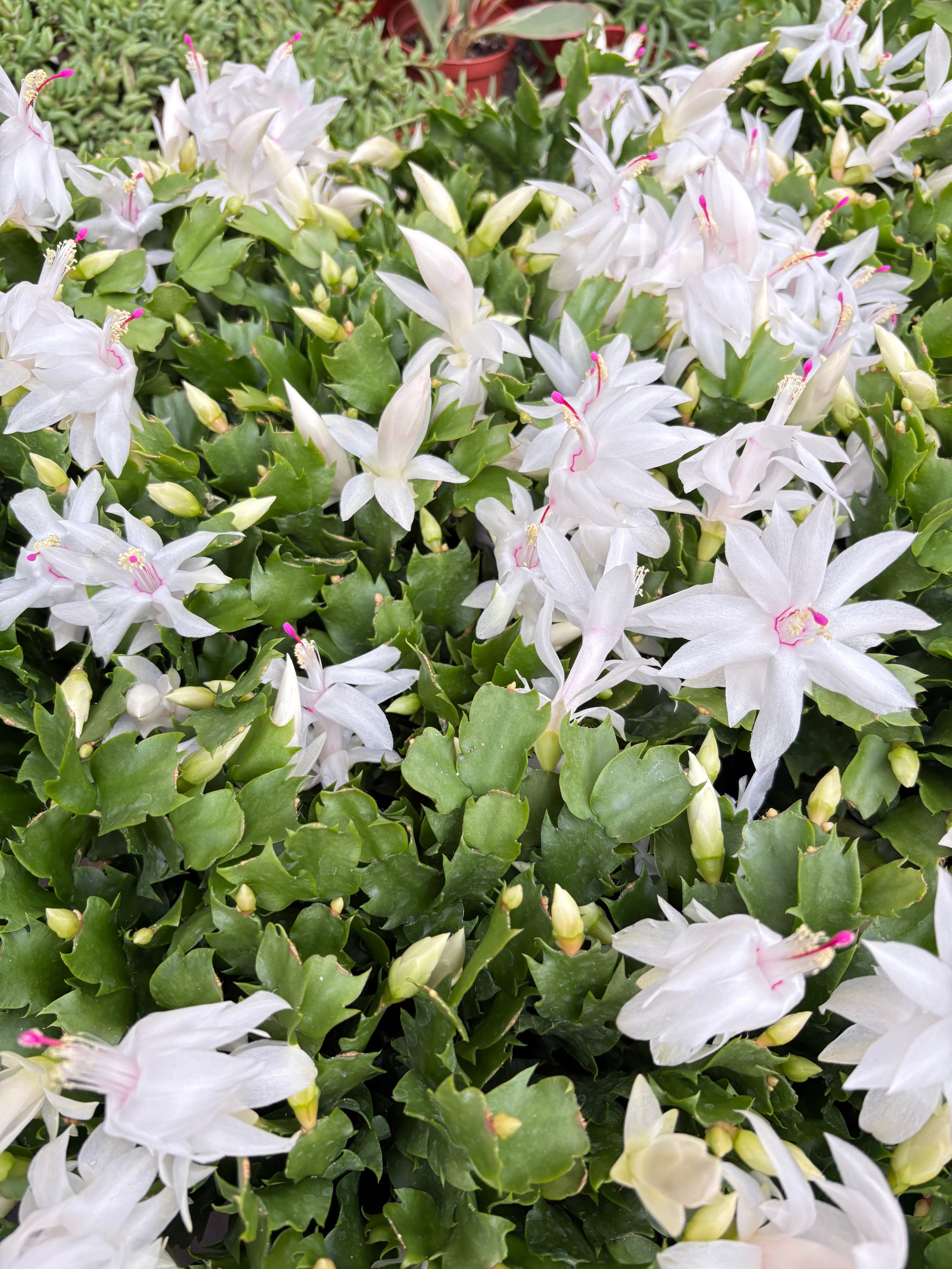 Christmas Cactus | Schlumbergera truncata