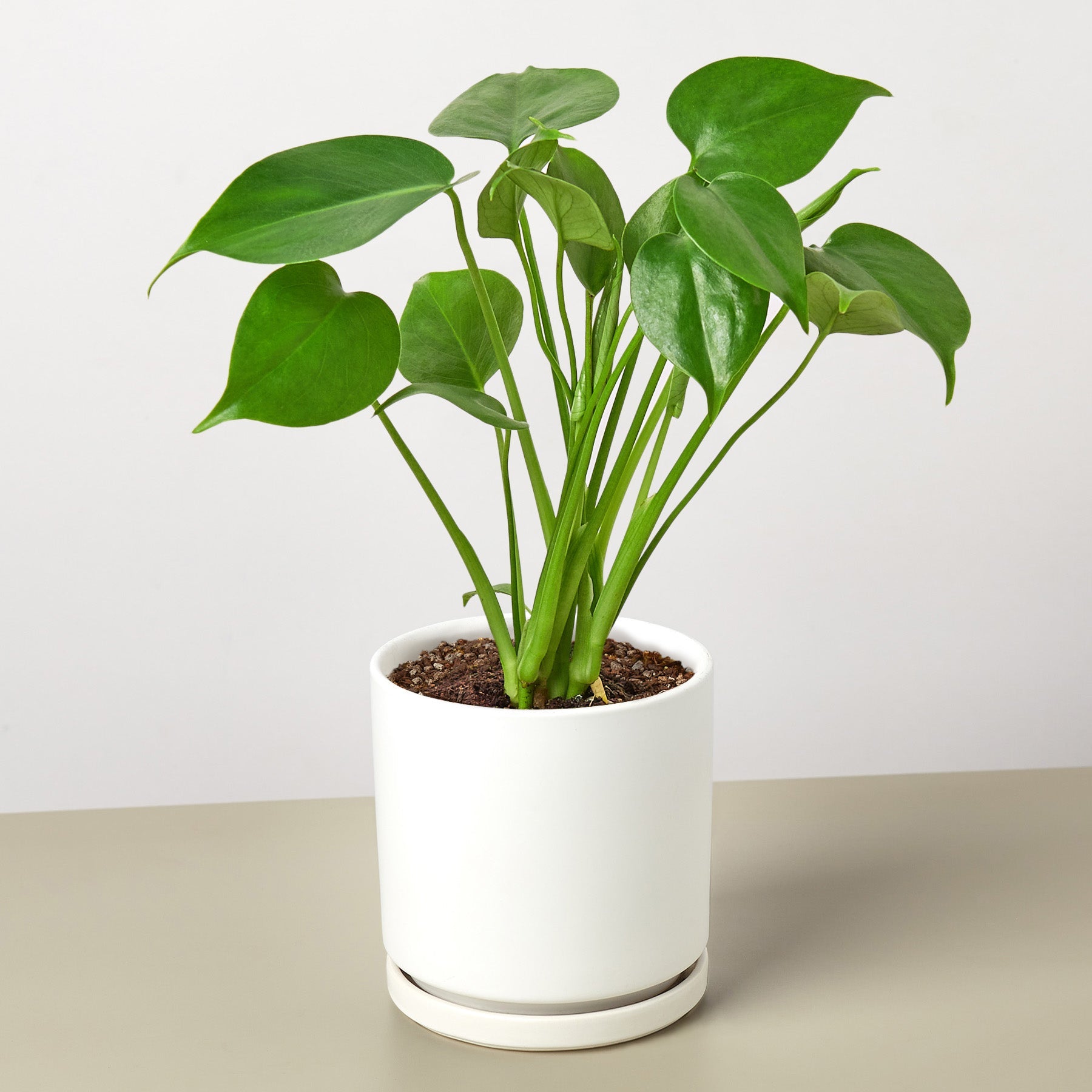 Monstera 'Split-Leaf' | Monstera deliciosa