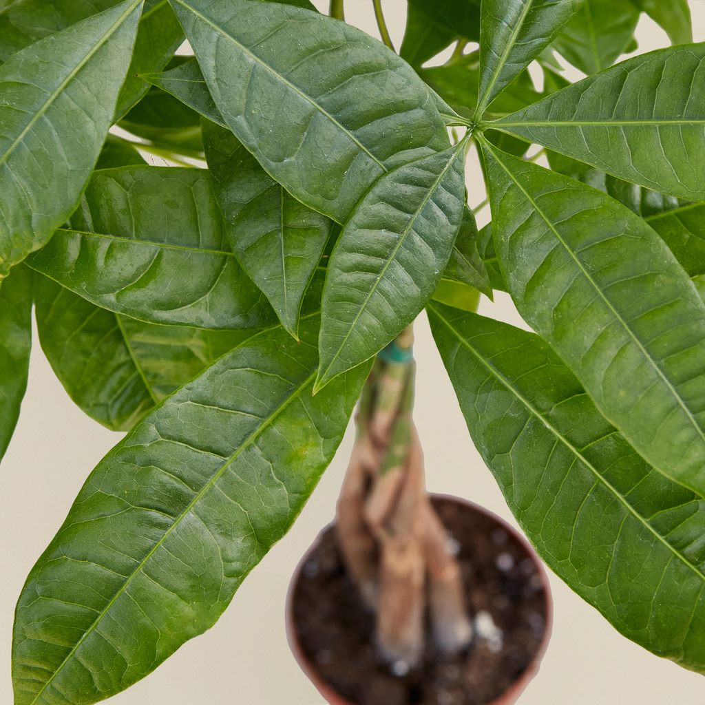 Money Tree 'Guiana Chestnut' | Pachira aquatica
