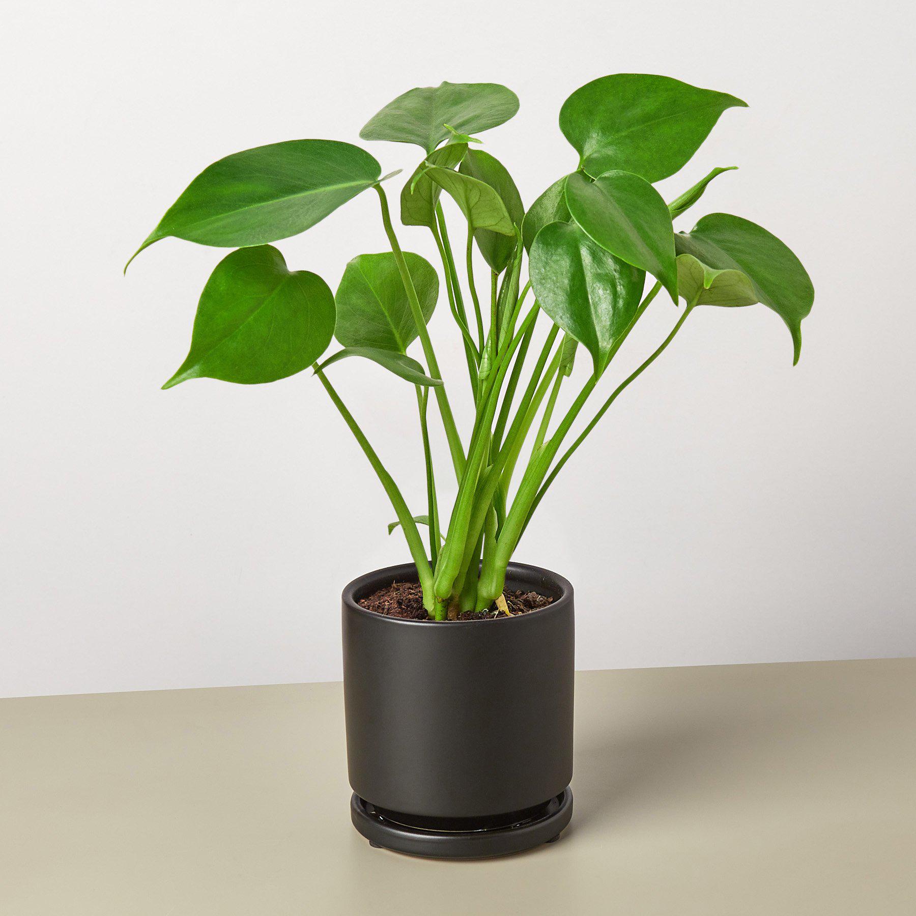 Monstera 'Split-Leaf' | Monstera deliciosa