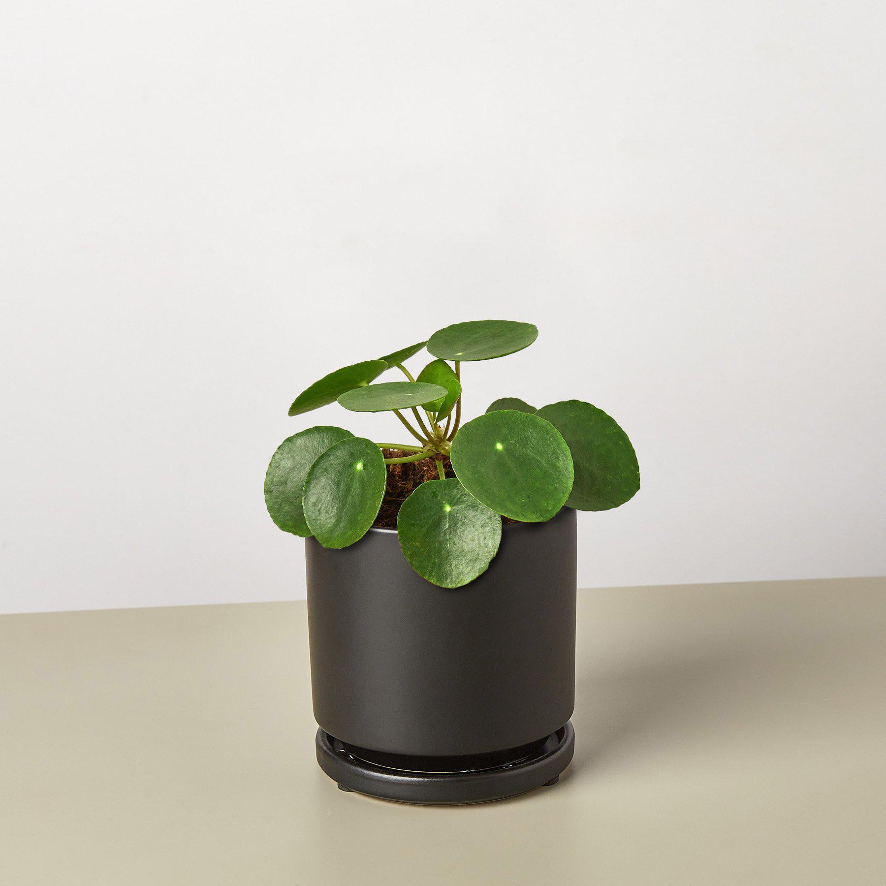 Pilea peperomioides 'Chinese Money' | Pilea peperomioides