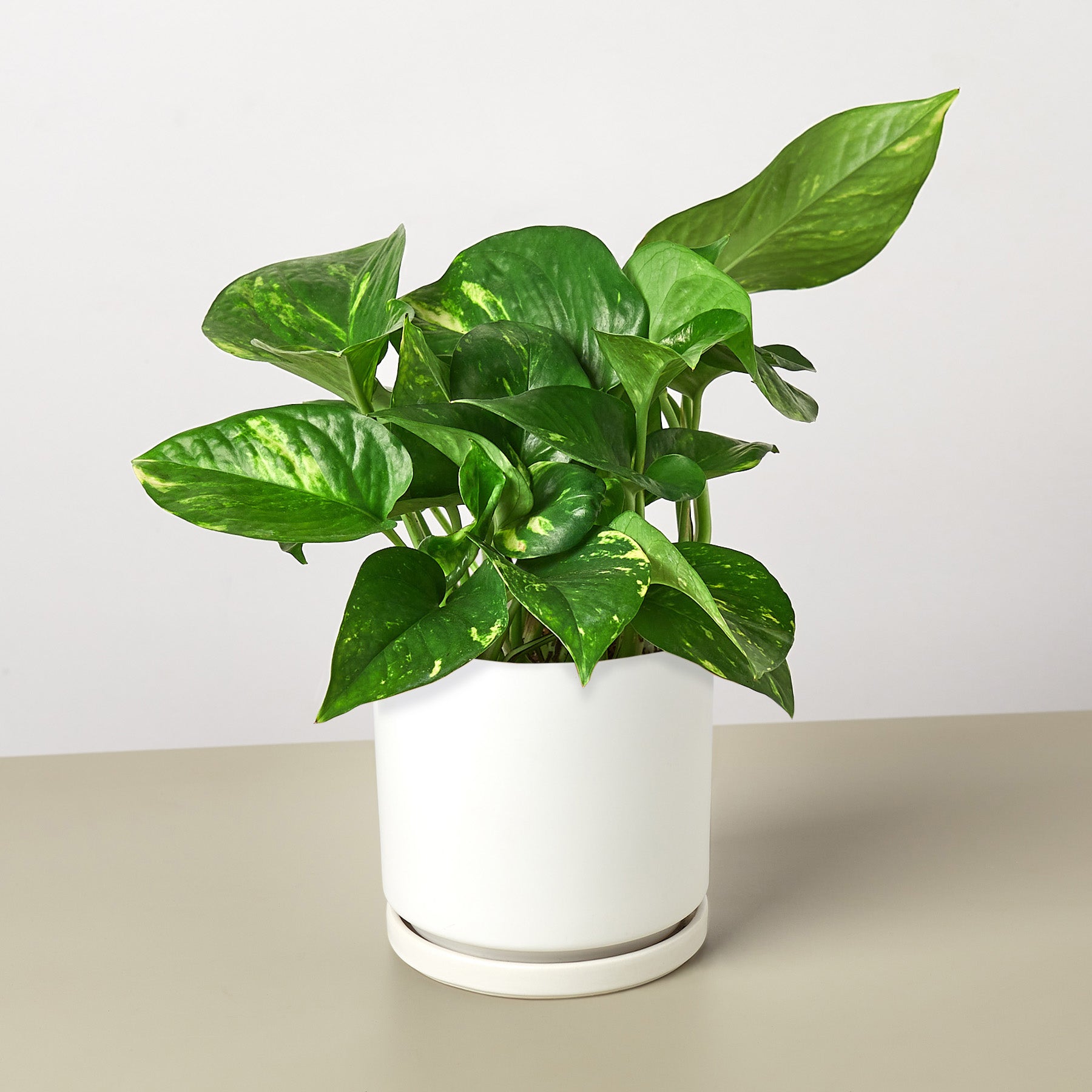 Pothos 'Golden' | Epipremnum aureum