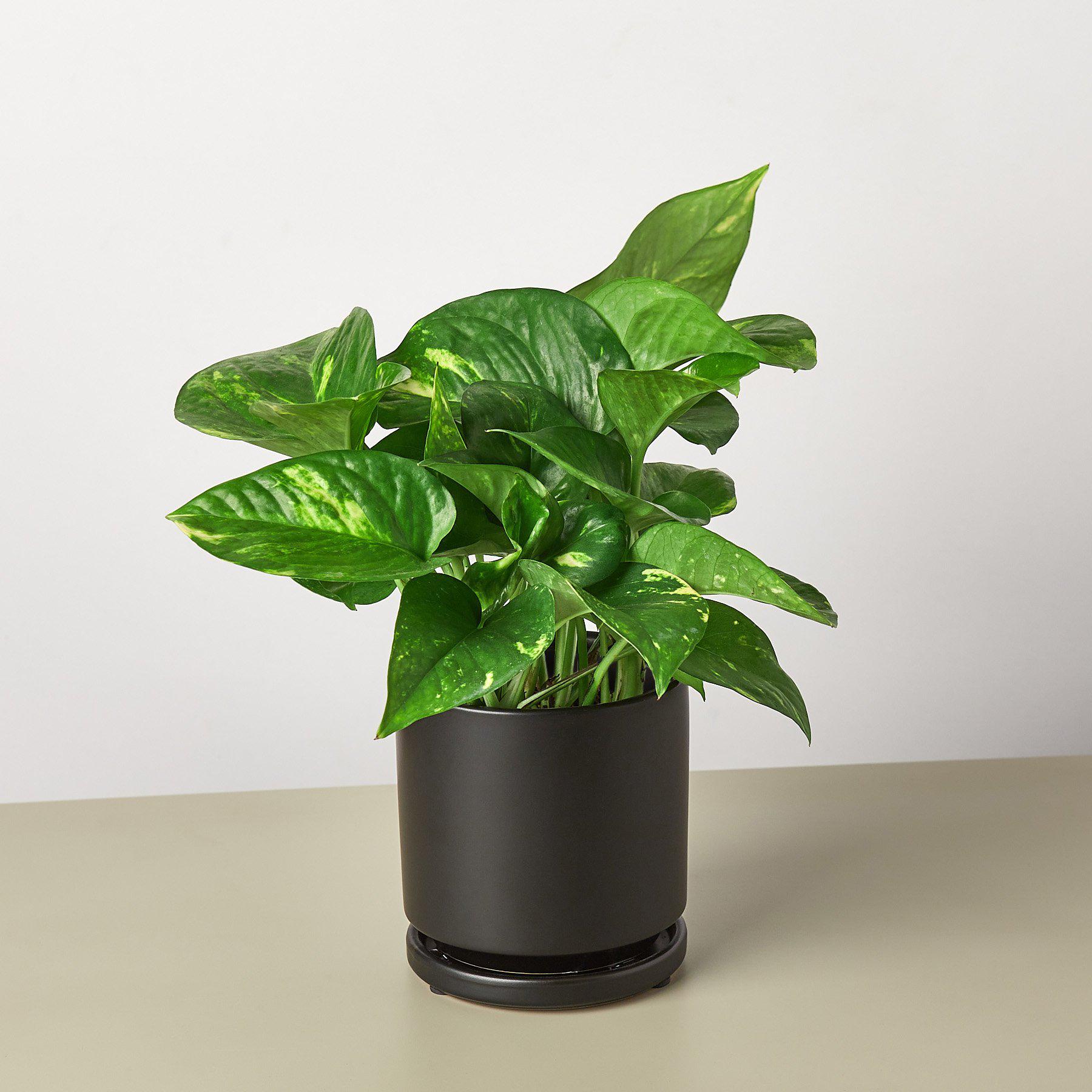 Pothos 'Golden' | Epipremnum aureum