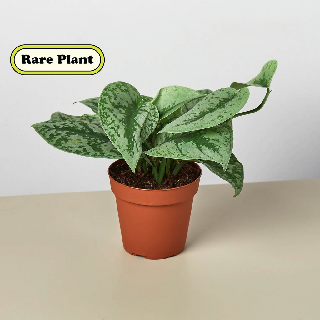 Pothos 'Silver Splash' | Scindapsus pictus 'Exotica'