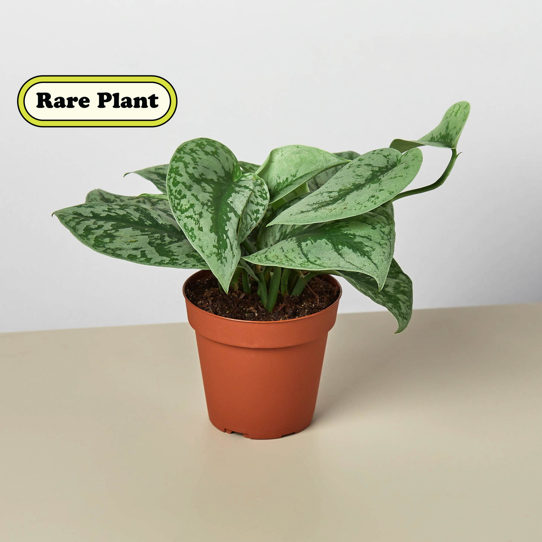 Pothos 'Silver Splash' | Scindapsus pictus 'Exotica'