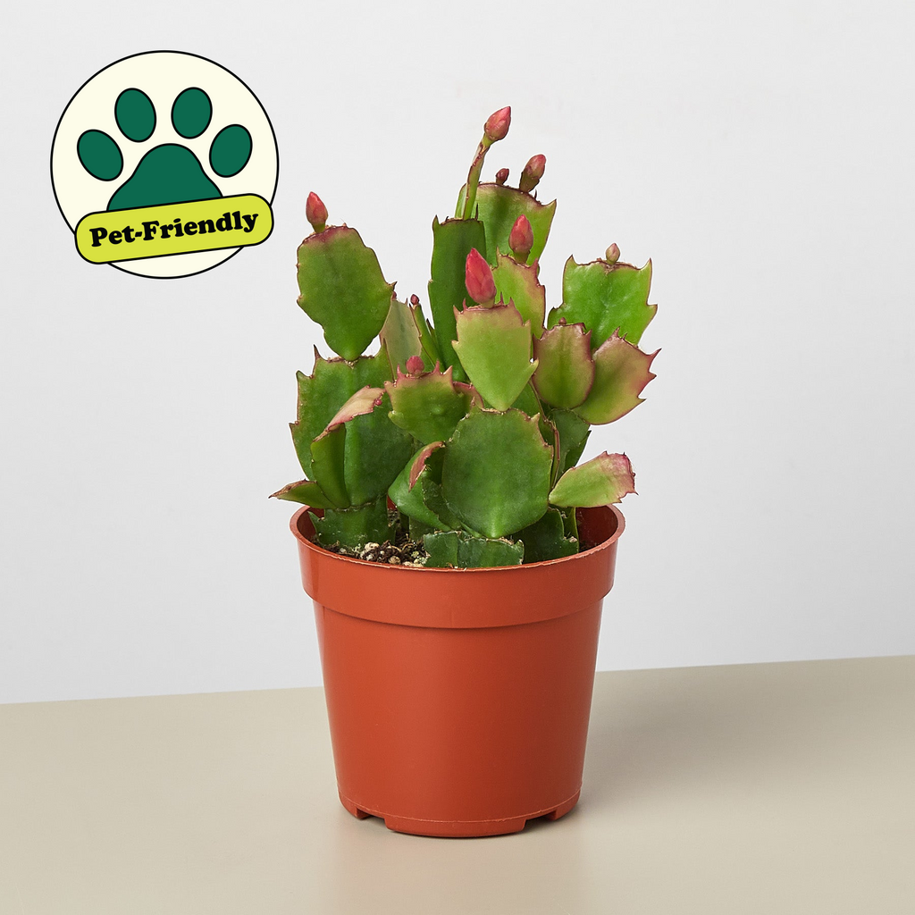 Christmas Cactus | Schlumbergera truncata