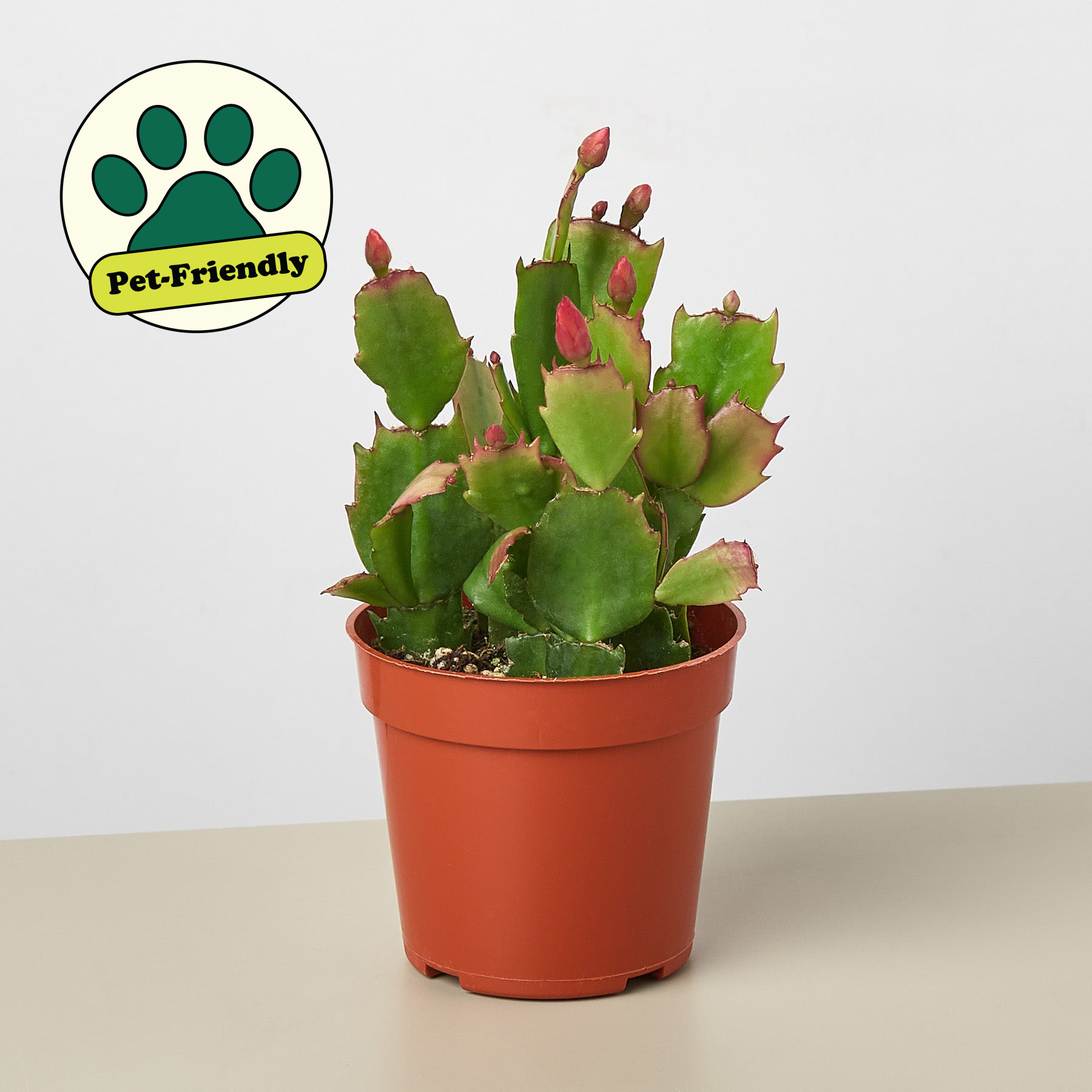 Christmas Cactus | Schlumbergera truncata