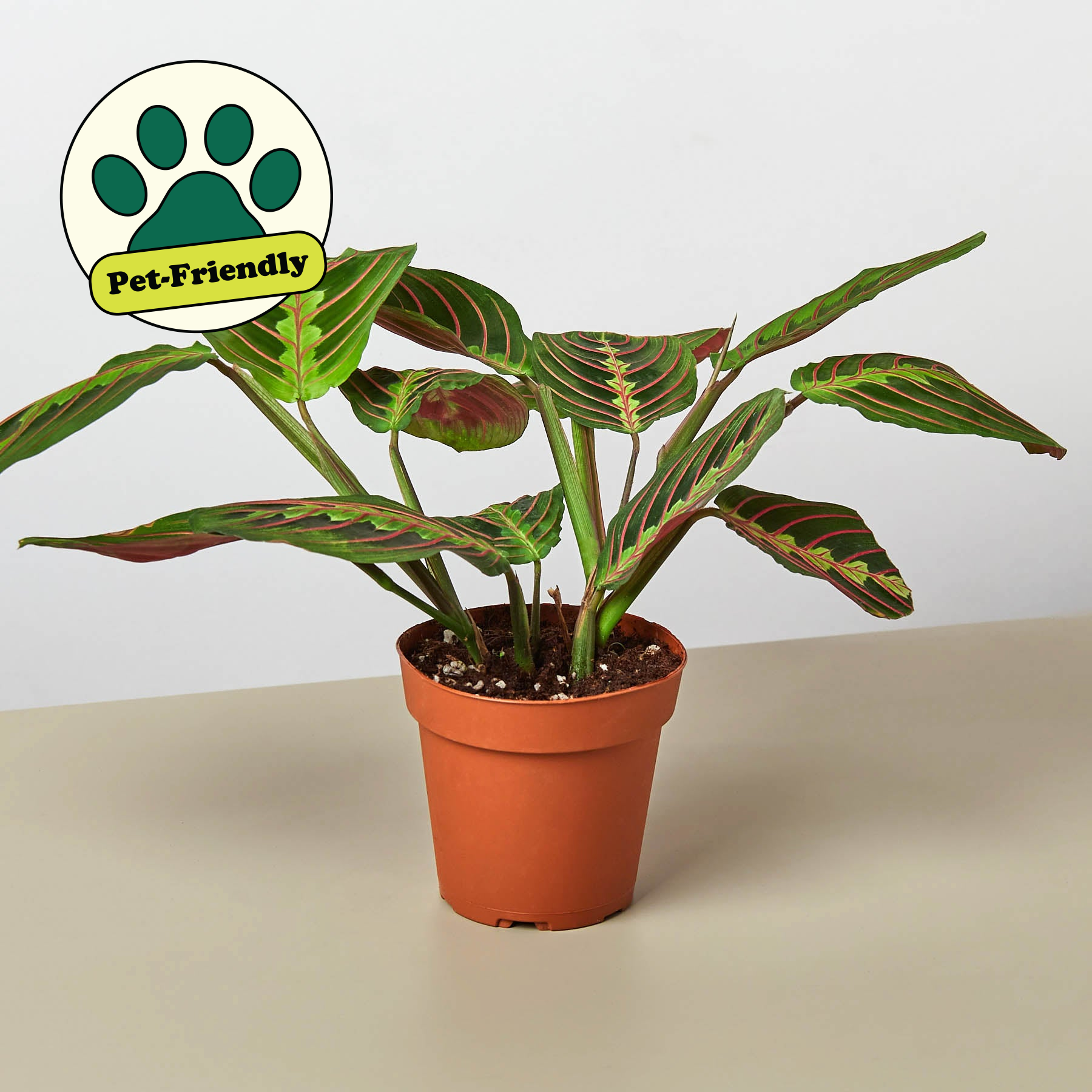 Maranta 'Red Prayer' | Maranta leuconeura var. erythroneura