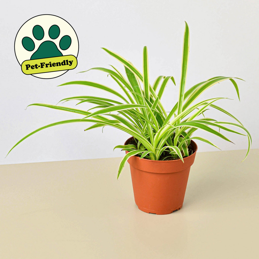 Spider Plant 'Reverse' | Chlorophytum comosum 'Variegatum'