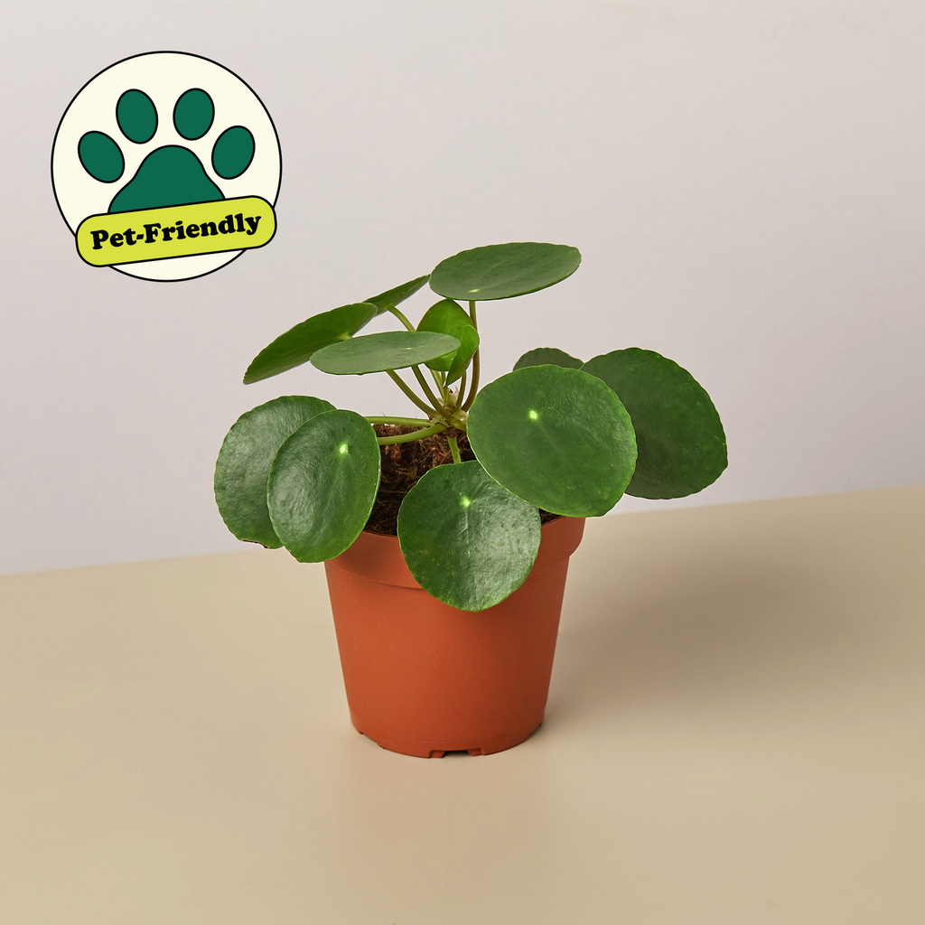 Pilea peperomioides 'Chinese Money' | Pilea peperomioides