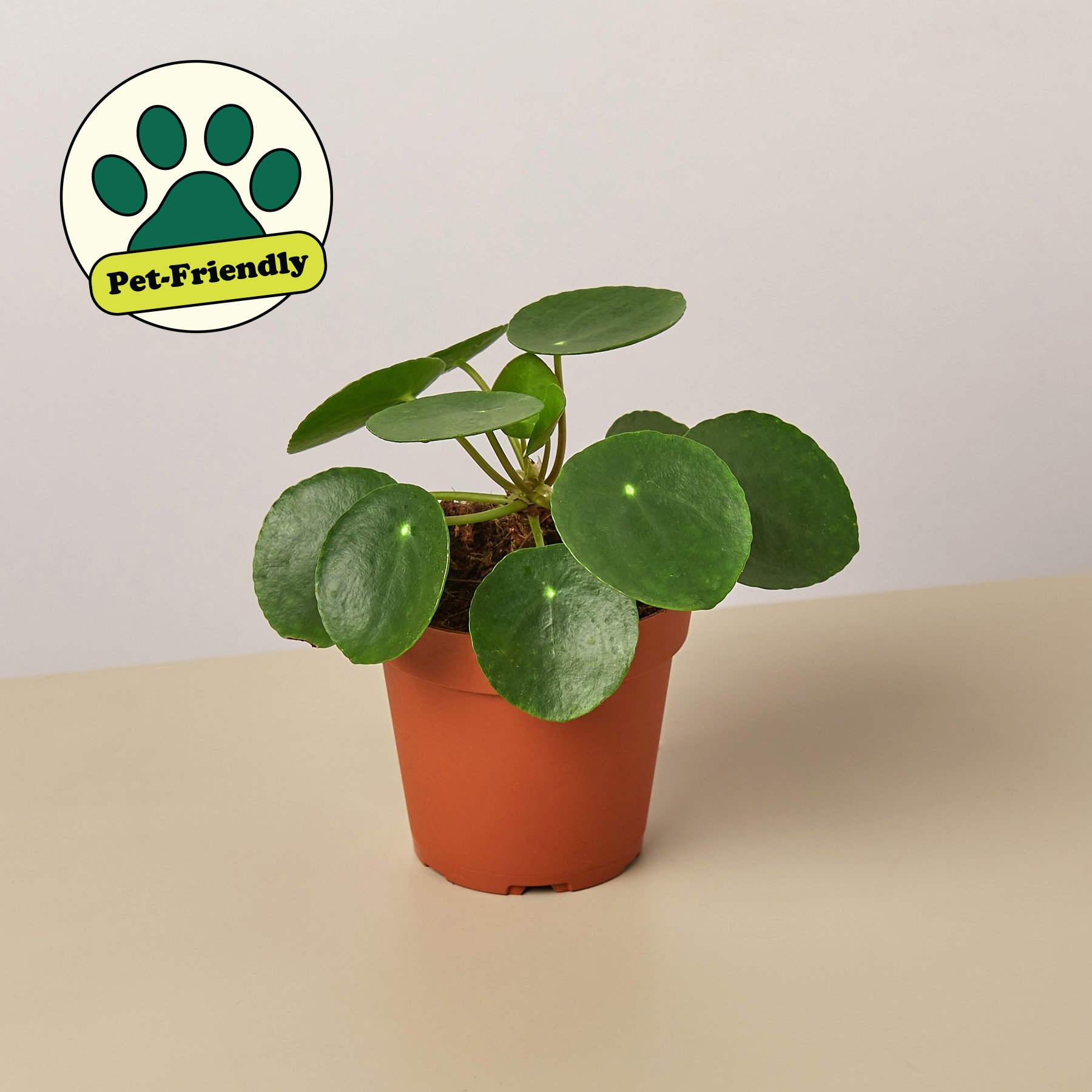 Pilea peperomioides 'Chinese Money' | Pilea peperomioides